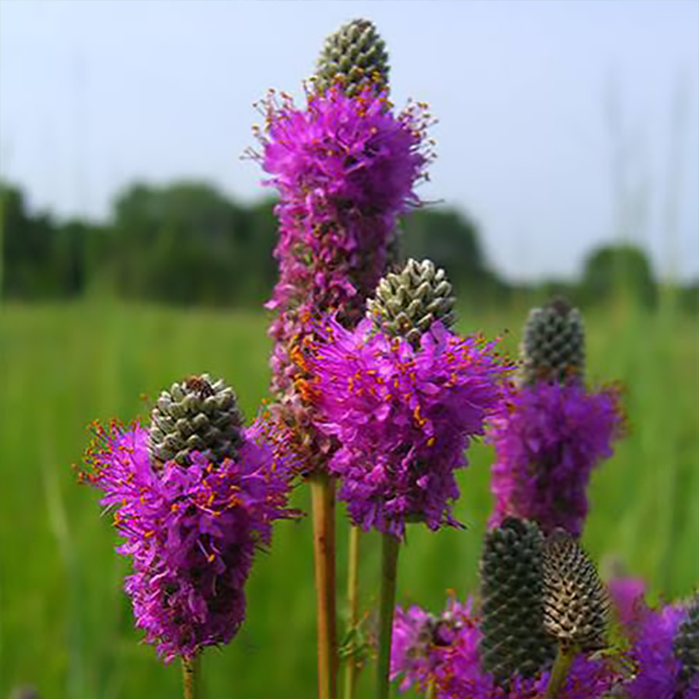 d purpurea 2610030247.jpg