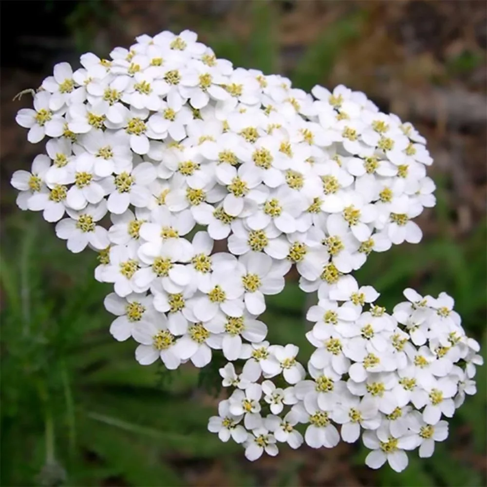 a millefolium var. occidentalis 2610030403.jpg