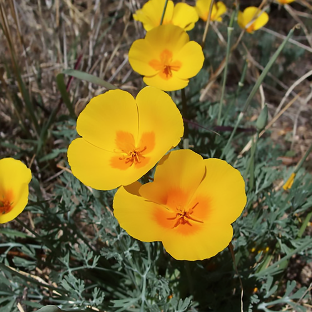 e california ssp mexicana 2610020911.jpg