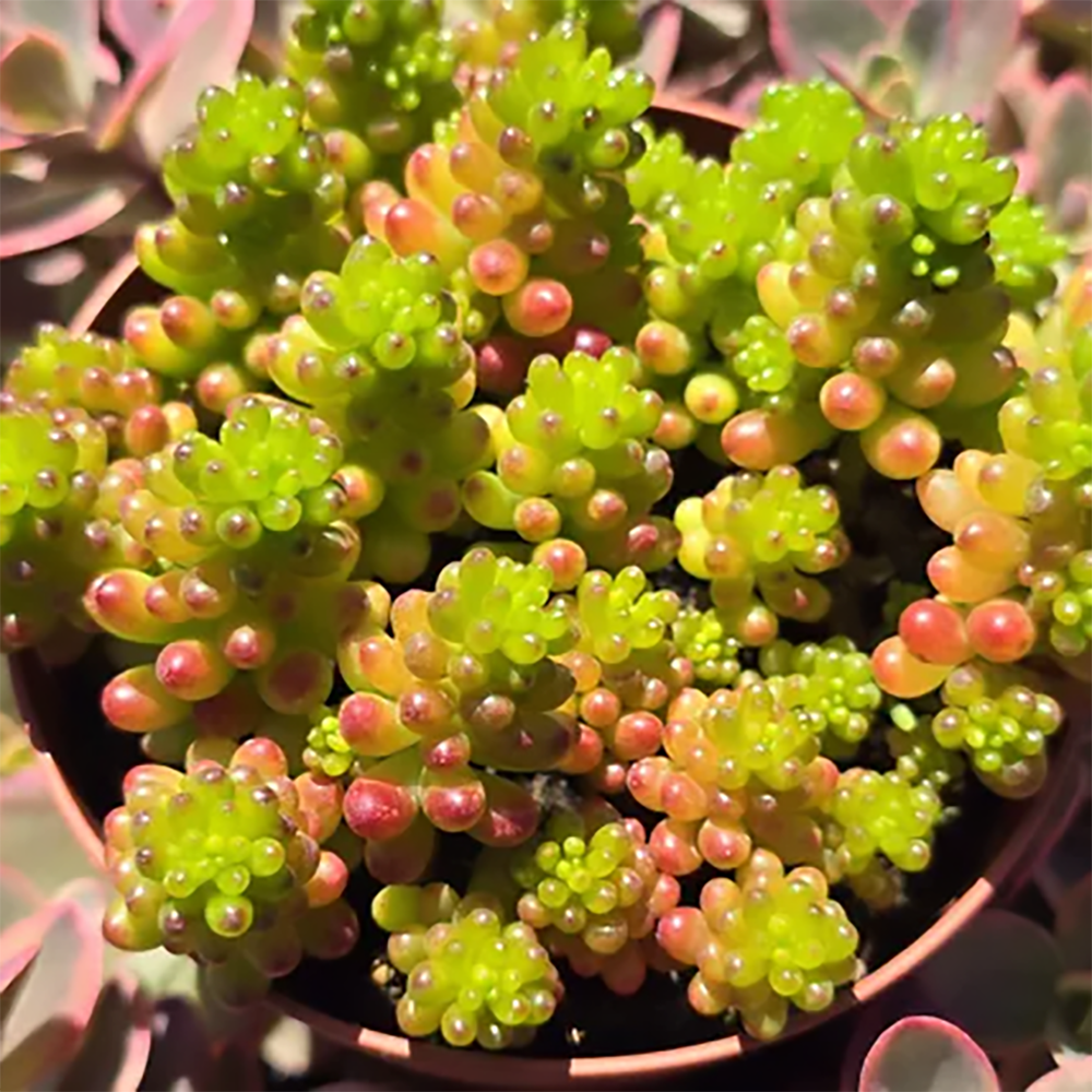 s rubrotinctum mini me 2609291129.jpg