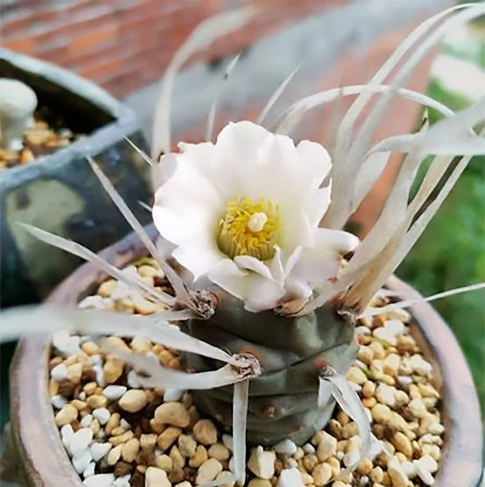 t articulatus var. papyracanthus 01.jpg