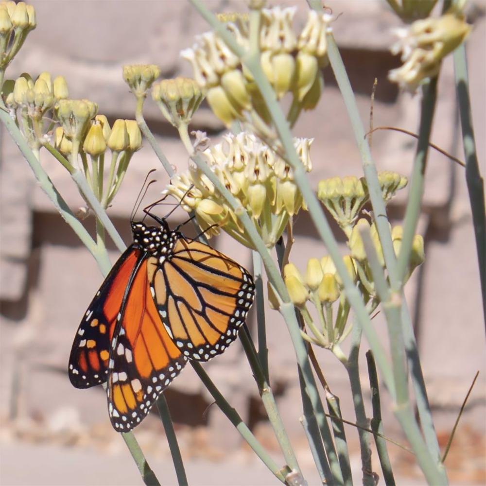 a subulata 2610011044.jpg