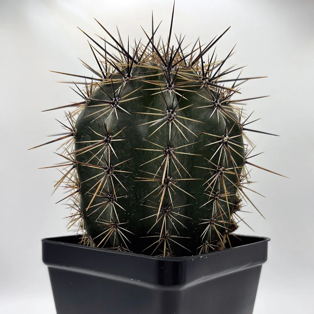 C gigantea 04.jpg