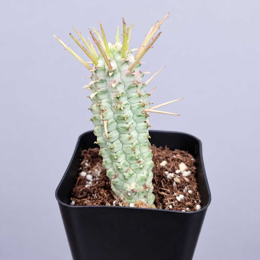 e mammillaria variegata 2610031124.jpg