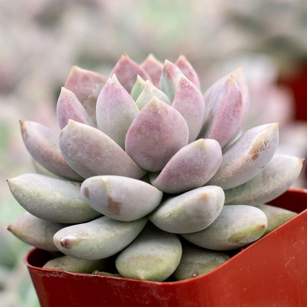 s lilac mist 2609291139.jpg