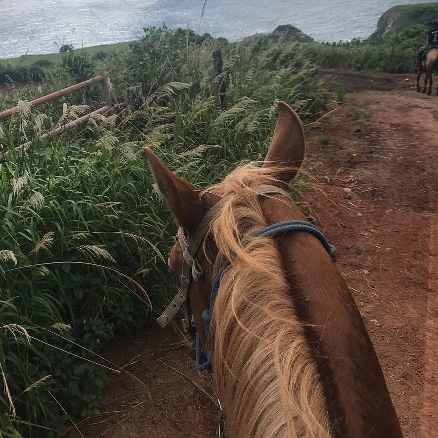 View between a horse's ears on a coastal trail, from Kristen's ride