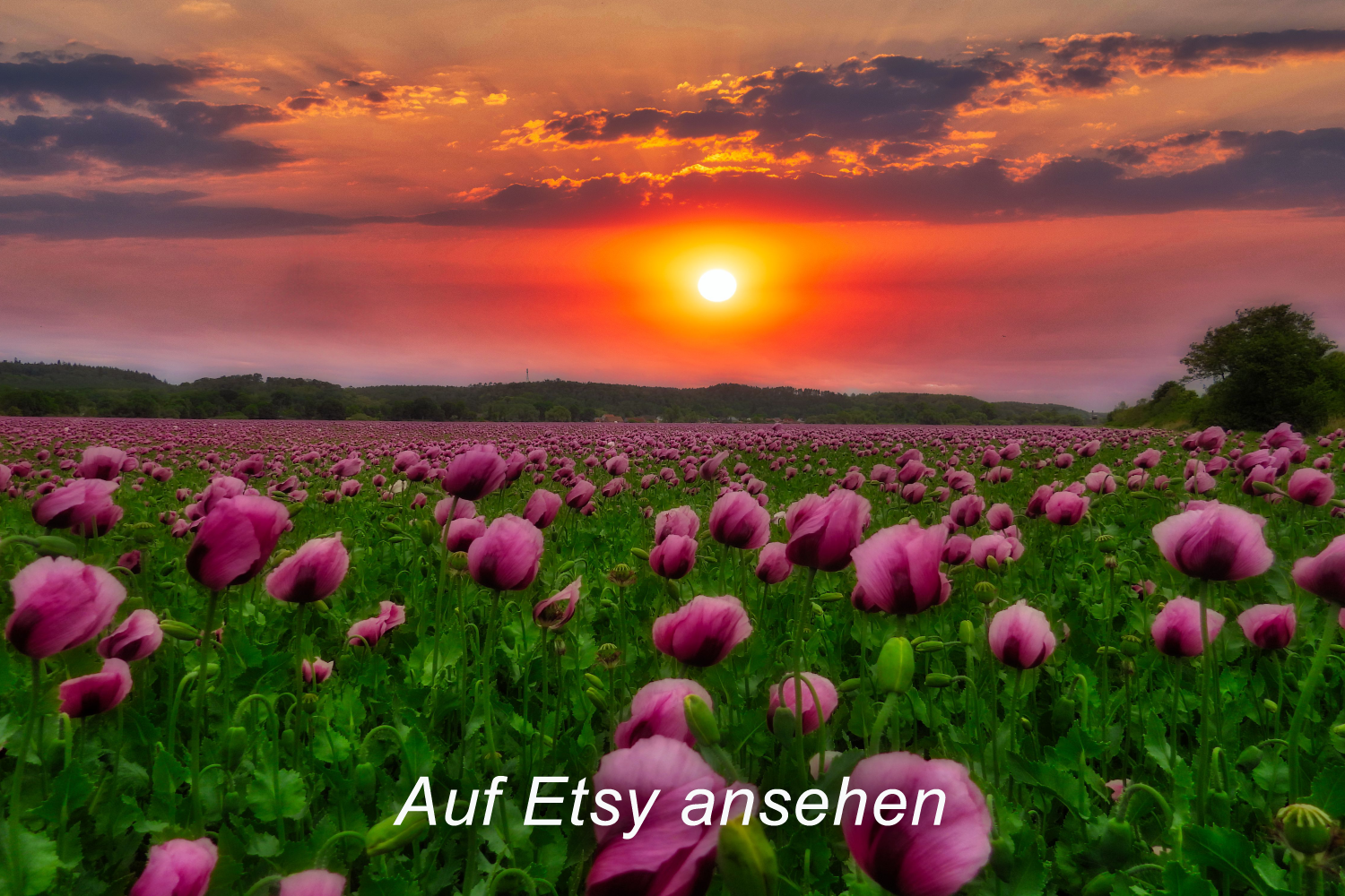 Ein farbenfroher Sonnenuntergang über einem Heidefeld mit pinken Blumen, wahrscheinlich Mohnblumen, und einer baumbedeckten Hügelkette im Hintergrund. Exklusives Foto auf Leinwand bei Etsy