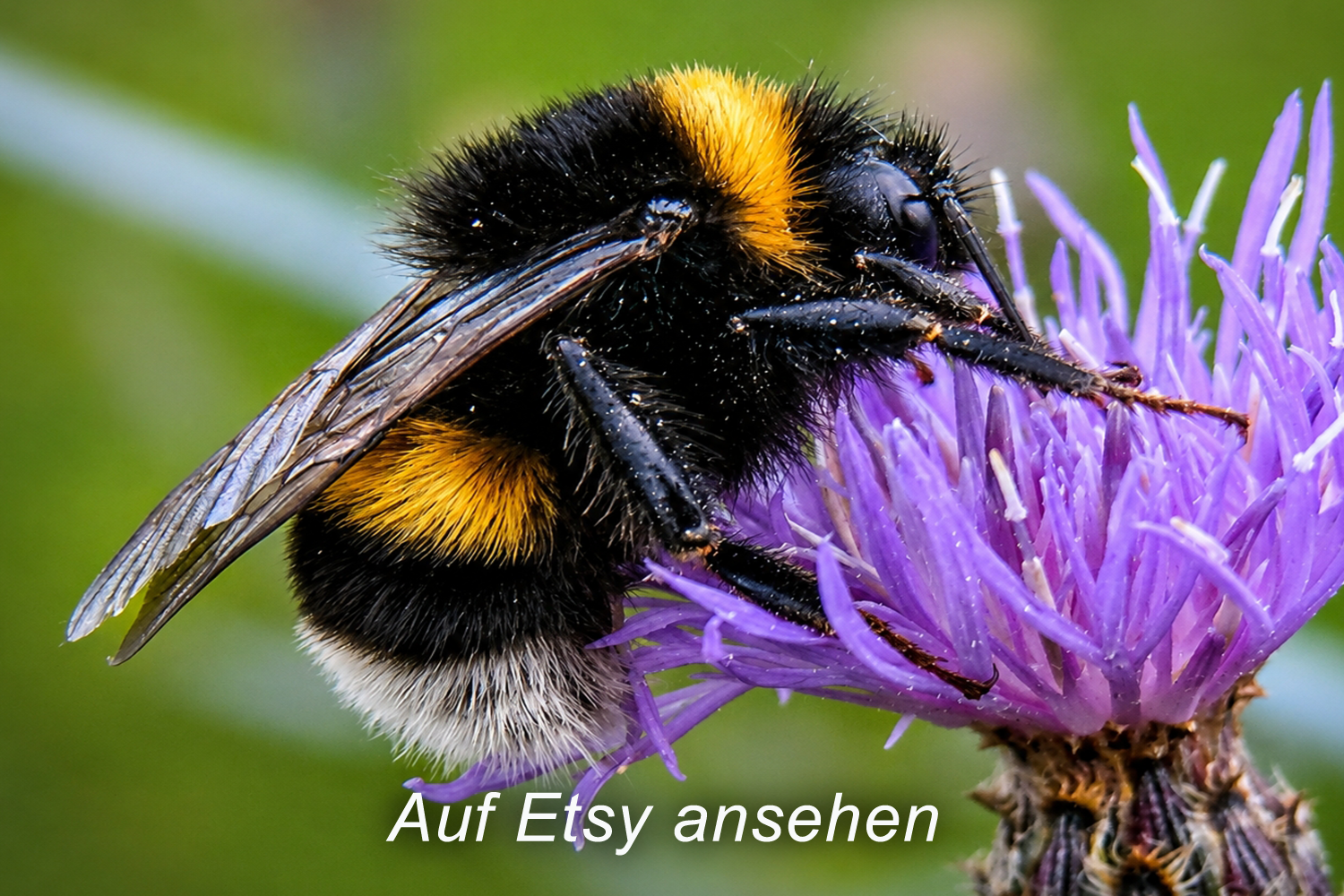 Nahaufnahme einer Biene mit schwarzen und gelben Streifen, die auf einer lila Blume sitzt. Exklusives Foto auf Leinwand bei Etsy