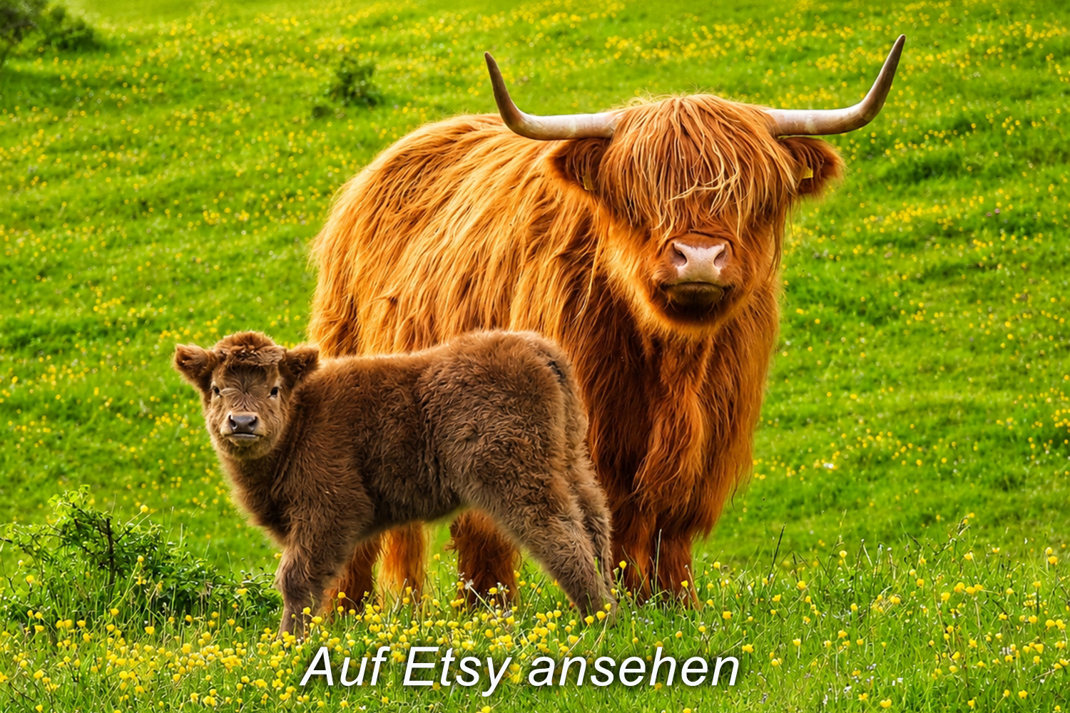 Ein Hochland-Kuh mit langen Hörnern und ein braunes Kalb stehen in einer grünen Wiese mit gelben Blumen. Exklusives Foto auf Leinwand bei Etsy