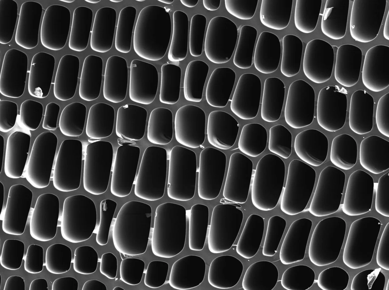 Biochar under a microscope