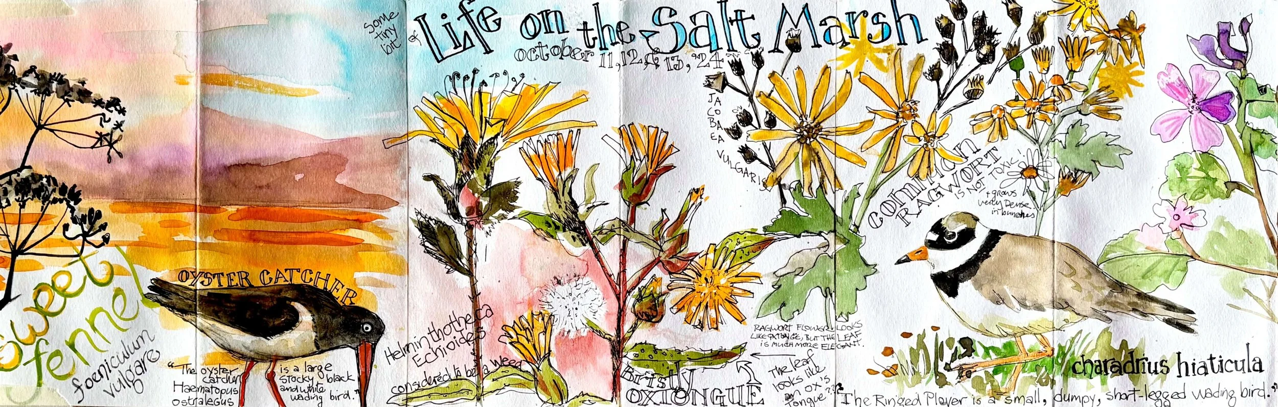 An artistic drawing of a nature scene with watercolor and ink details, featuring a sunset over water, various flowers, and two small bird illustrations with handwritten notes and comments about the plants and birds depicted.