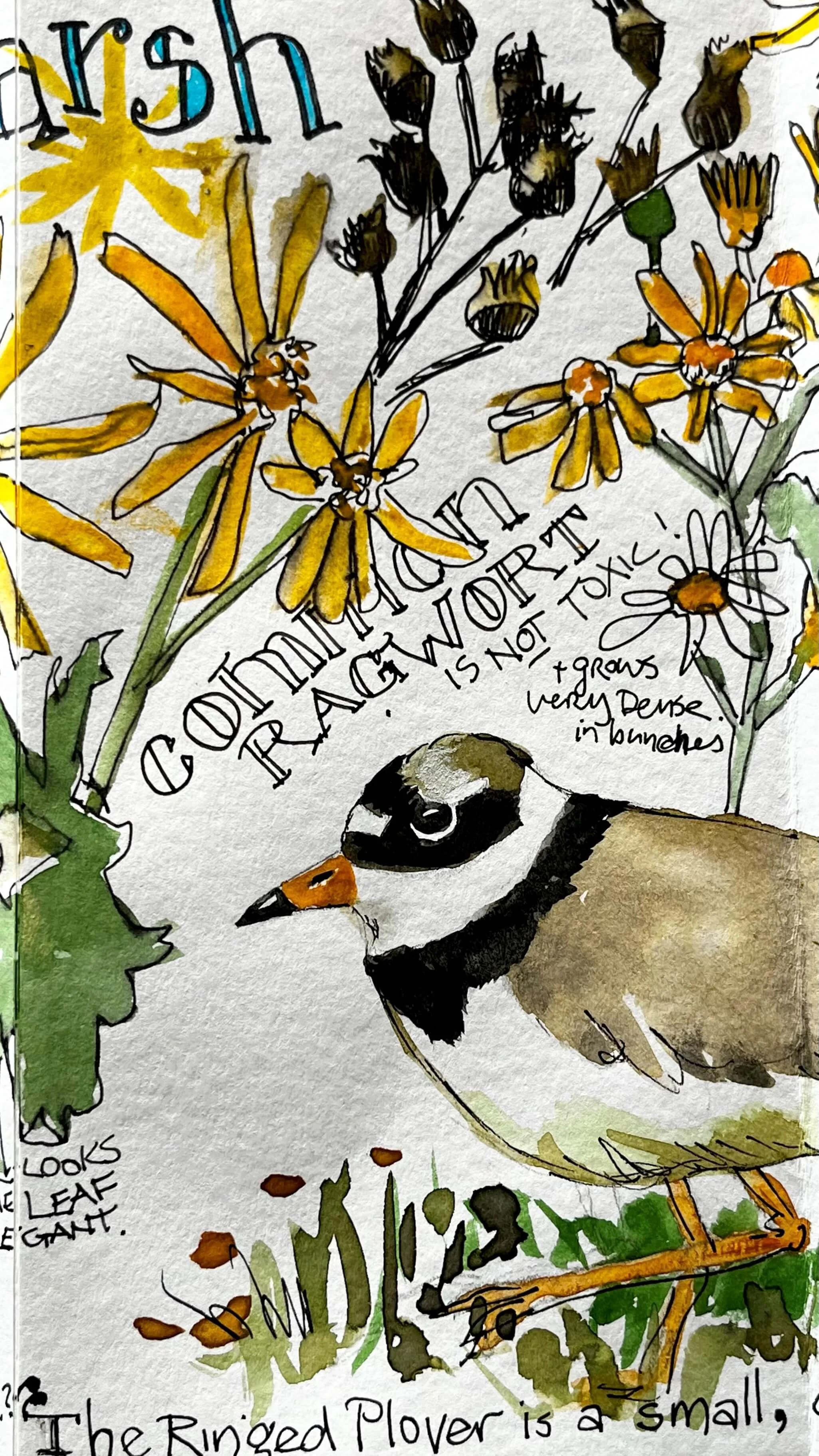 A watercolor illustration of a small bird, likely a puffin, among colorful flowers with handwritten text about a hot and toxic spring and a small plover bird.