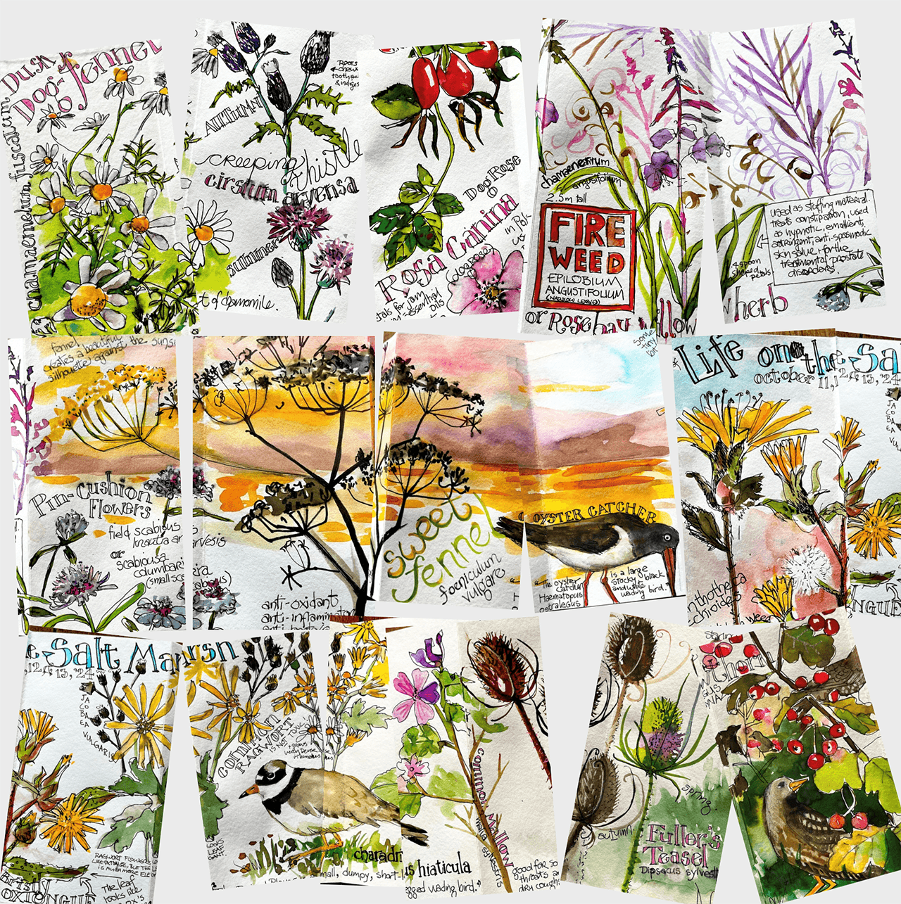 Collage of botanical illustrations, handwritten notes about various flowers, plants, and birds, including daisies, fireweed, sweet fennel, a sparrow, and a bullfinch, with watercolor backgrounds.