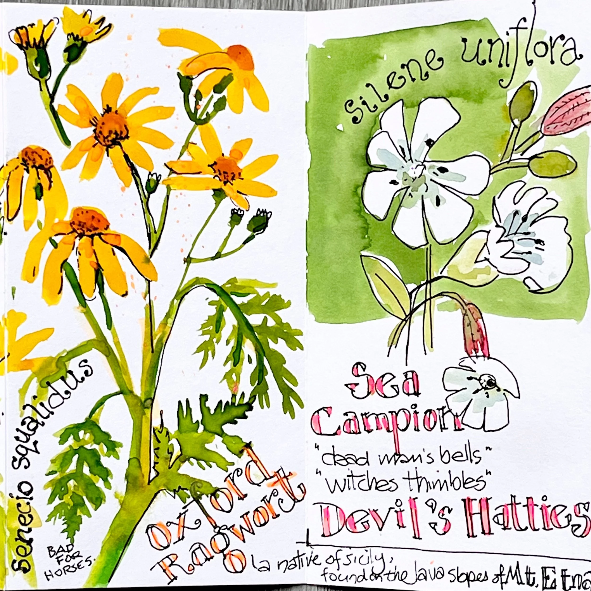 A colorful hand-drawn illustration of various wildflowers, with some labeled with their names. The drawing is done in watercolor and ink, featuring yellow, white, and pink flowers with green leaves. There is a green background box with the words "Silence Uniora" written inside.