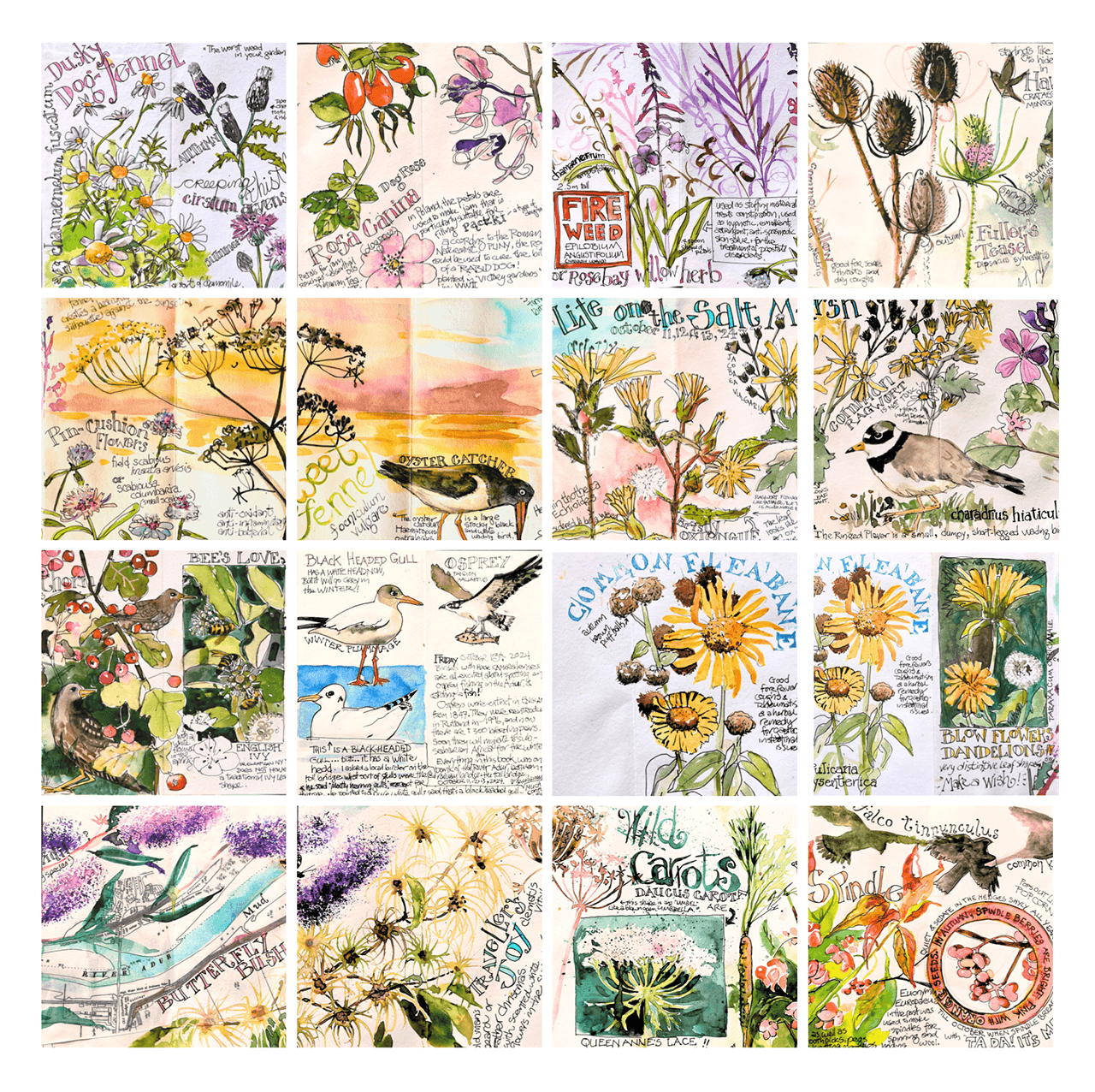 A collage of colorful botanical and nature-themed illustrations and handwritten notes about various plants, flowers, birds, insects, and herbs.