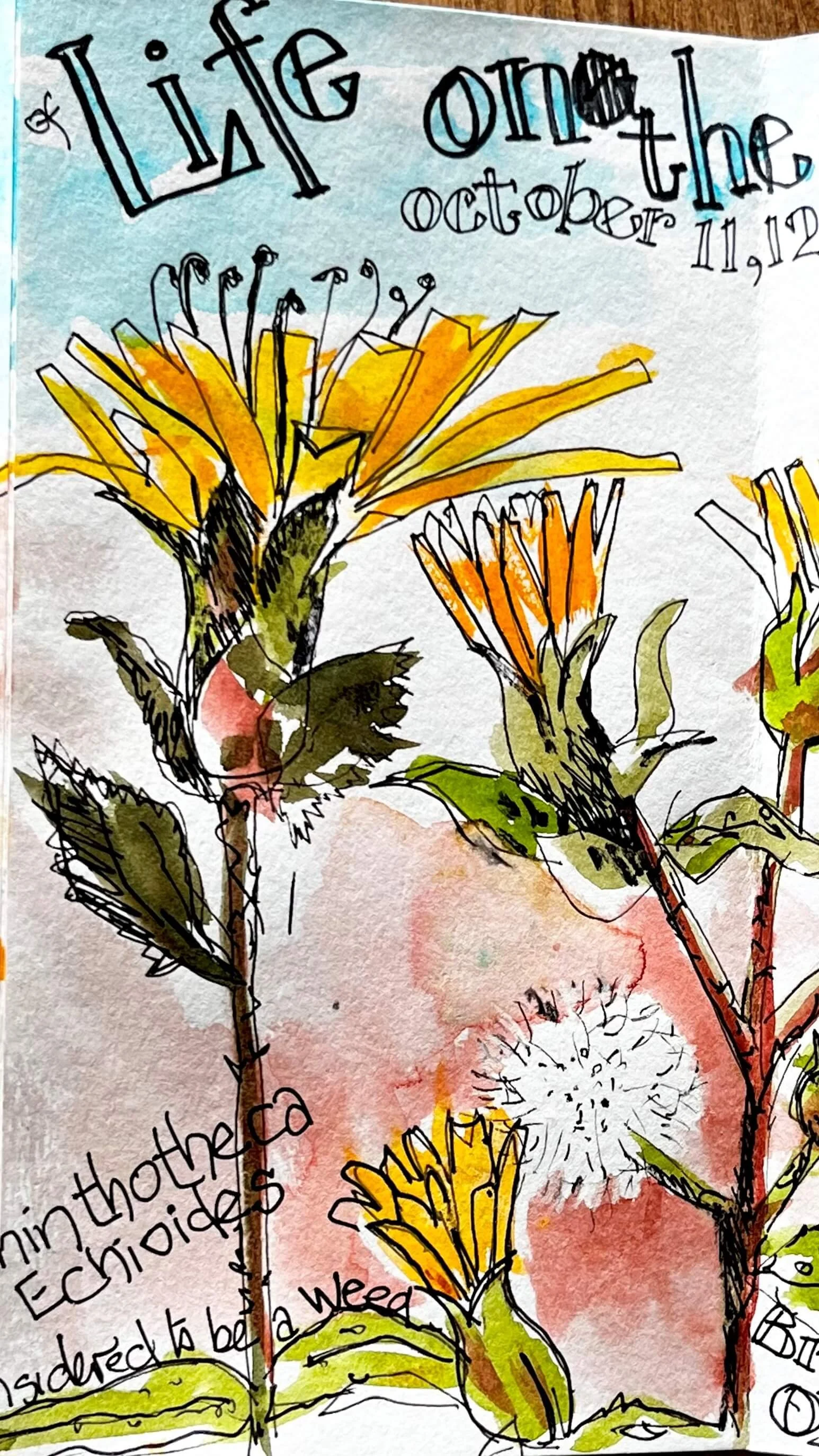 Colorful illustration of various yellow and orange flowers, with handwritten notes and dates, on watercolor paper background.
