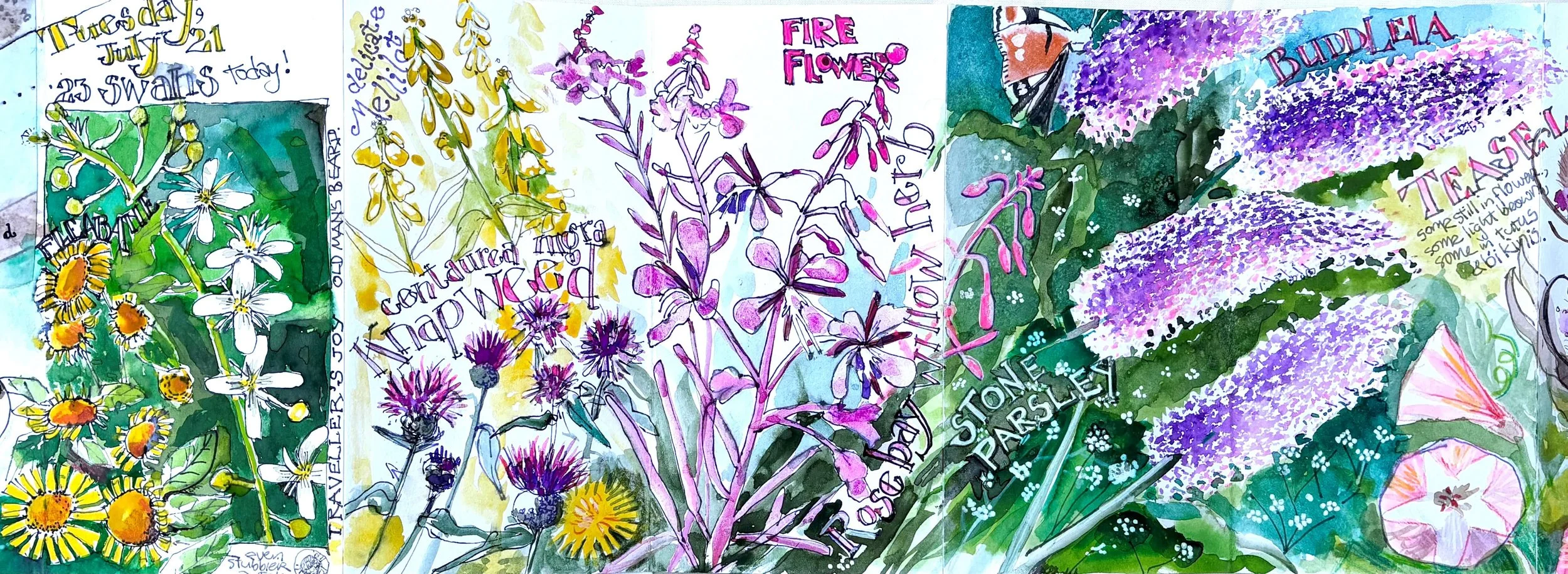 A colorful watercolor illustration of multiple different flowers including daisies, thistles, fire flowers, and buddleia with handwritten notes and months on the side.