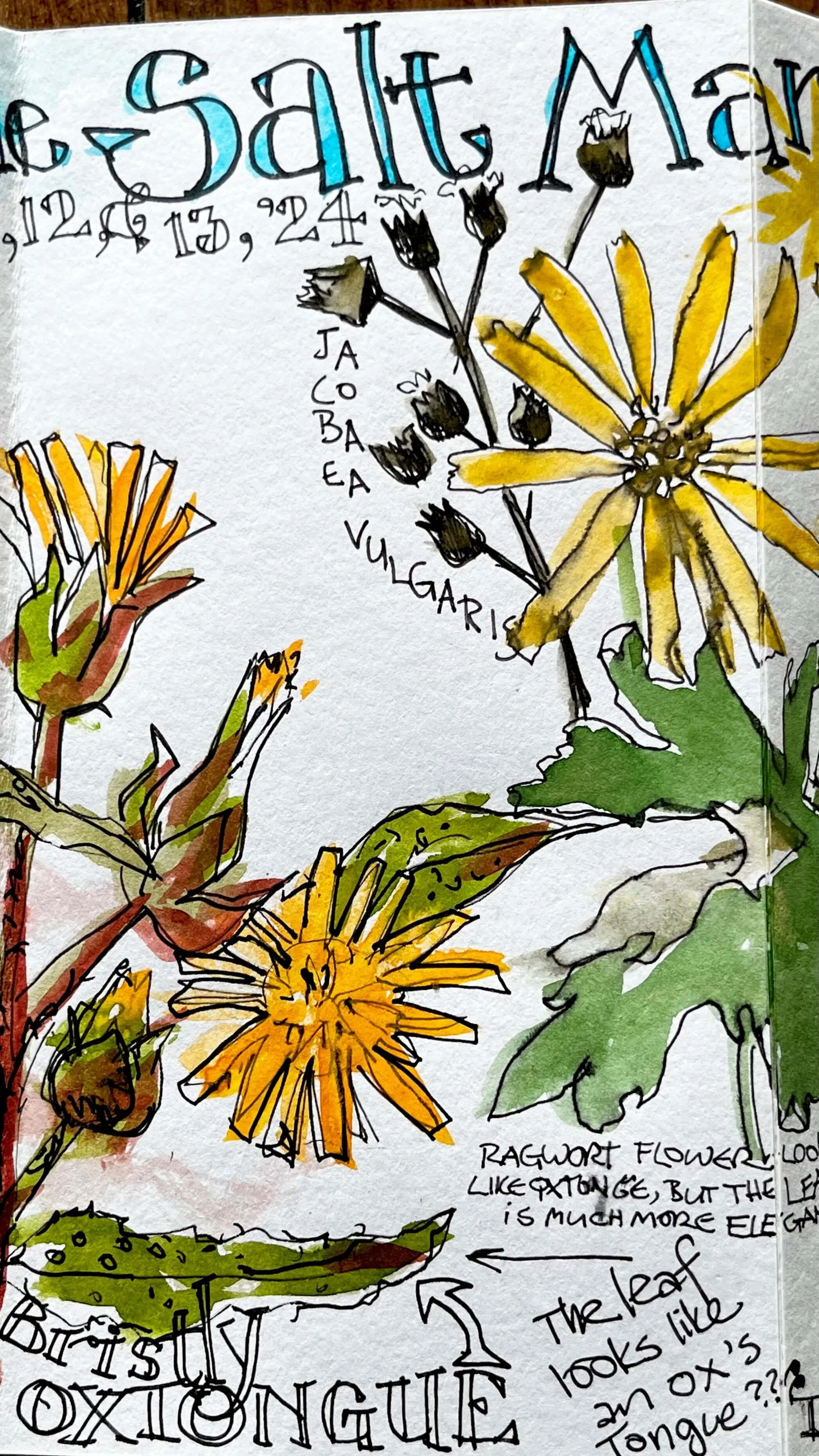 Hand-drawn illustration of yellow and black ragwort flowers with handwritten notes about the flowers, including details about their appearance and structure.