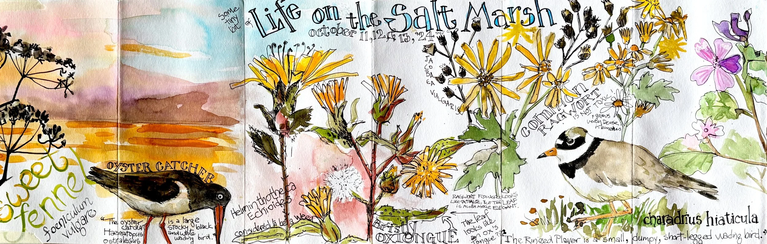 A colorful illustration featuring various flowers and birds, including oyster catchers and a small bird with black and white markings, accompanied by handwritten notes and titles about salt marshes and wildlife.