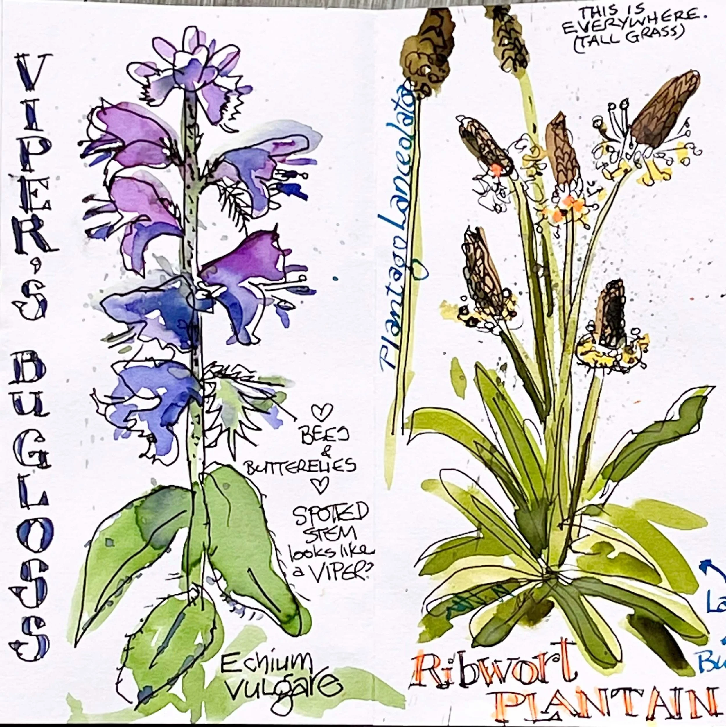 Hand-drawn illustration of various plants, including lavender, echium, and tall grasses, with handwritten labels and notes about their characteristics and uses, featuring the question, 'Does the stem look like a viper?'