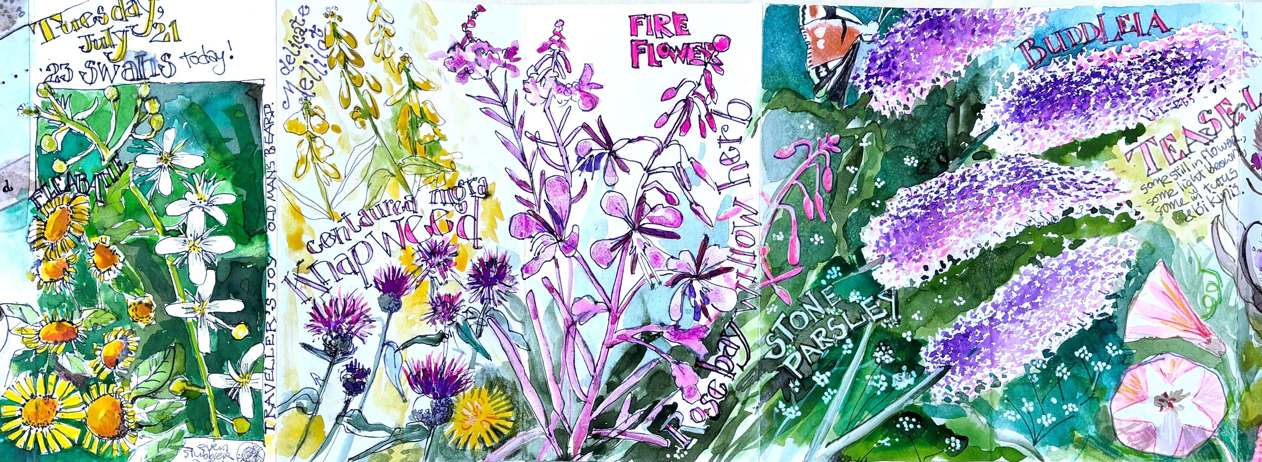 A colorful watercolor illustration of various wildflowers, including daisies, lavender, and spirea, with handwritten notes about the flowers and their characteristics.