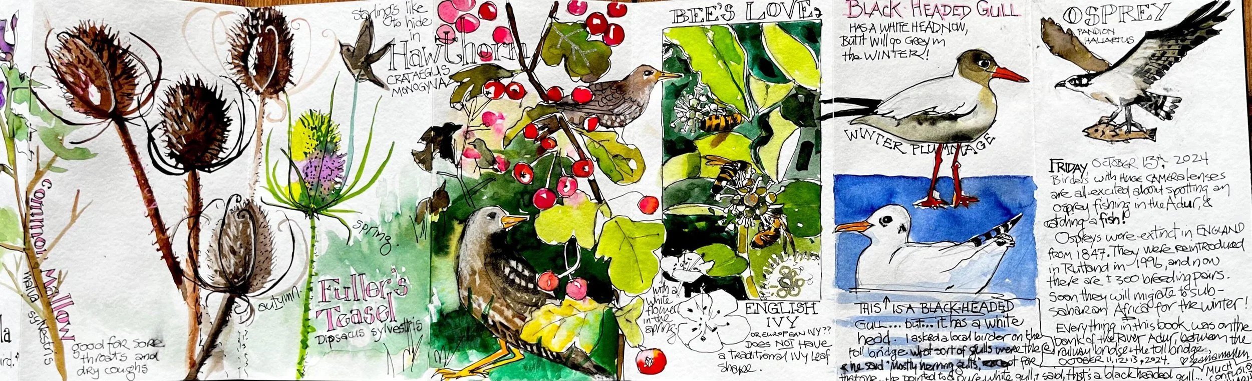A colorful illustrated collage of various birds, plants, and foraging scenes, with handwritten notes and descriptions about bird species and their characteristics.