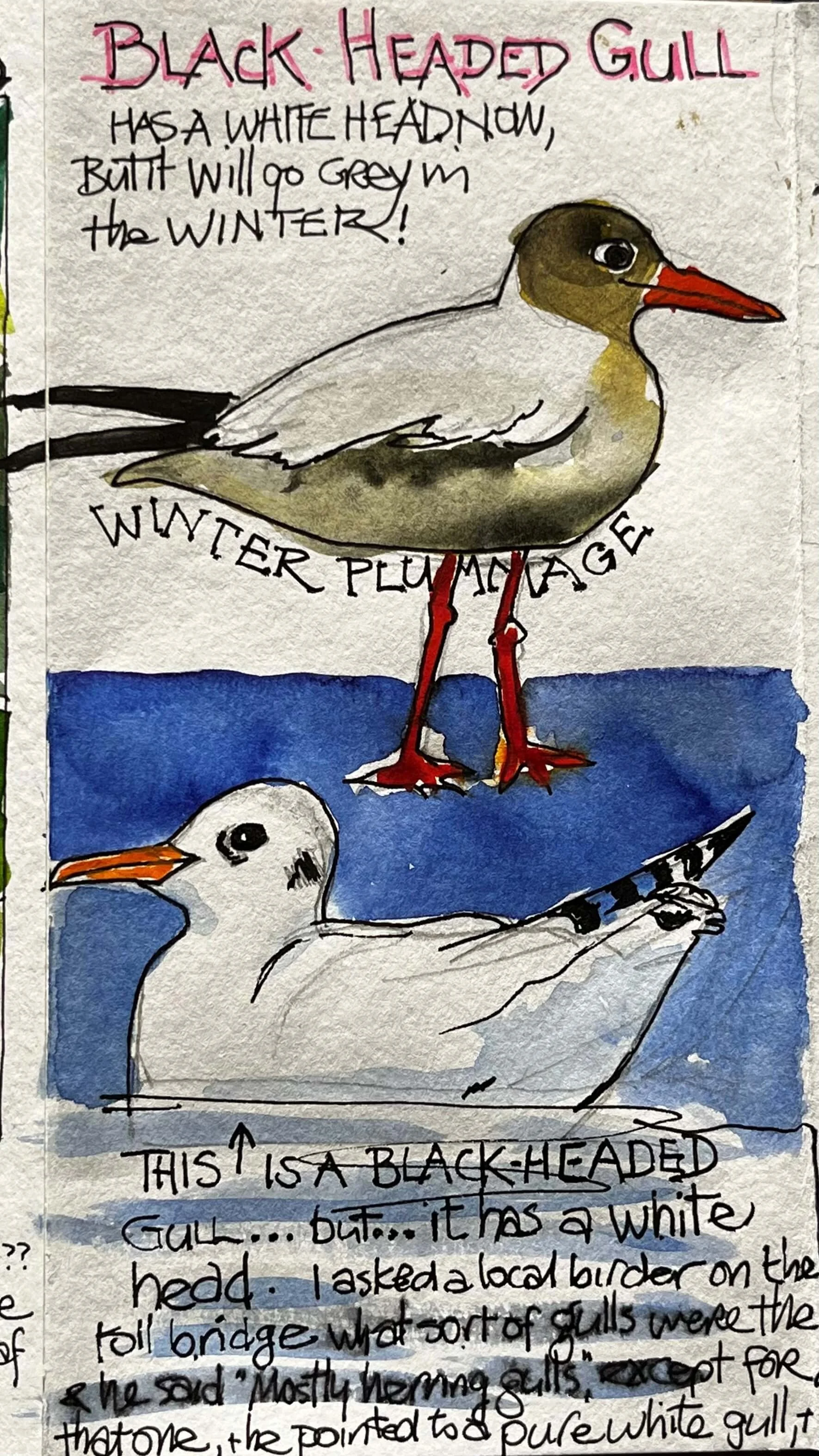 Hand-drawn illustration of two gulls, one with a white head and one with a black head, with handwritten descriptions noting their differences and similarities.
