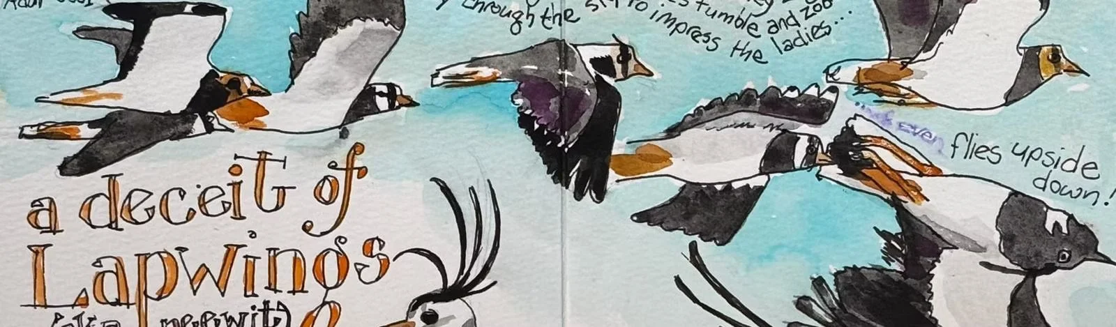 Watercolor illustration of flying ducks with handwritten text about lapwings.