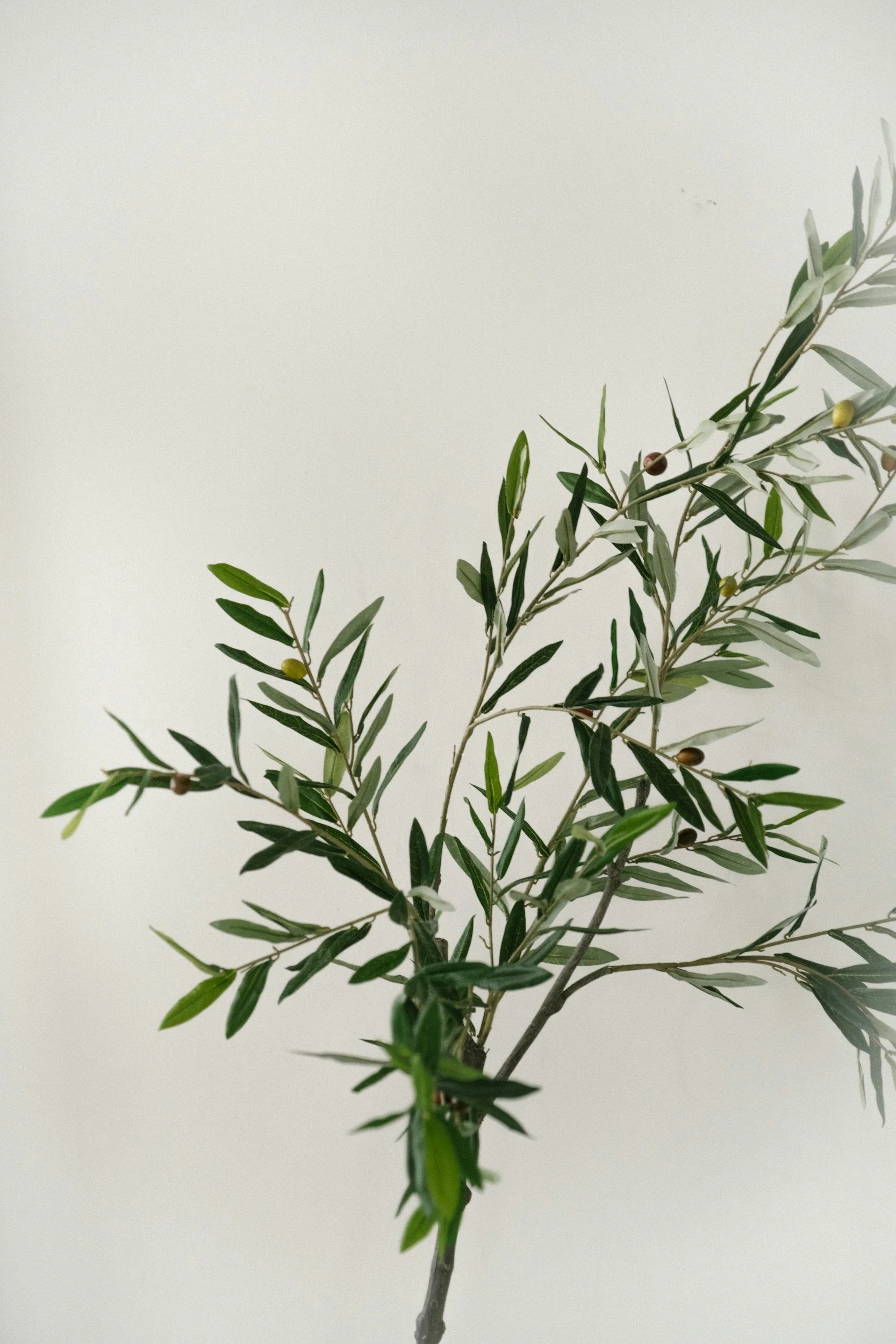 A branch of an olive tree with green and grayish leaves and small olives against a plain light background.