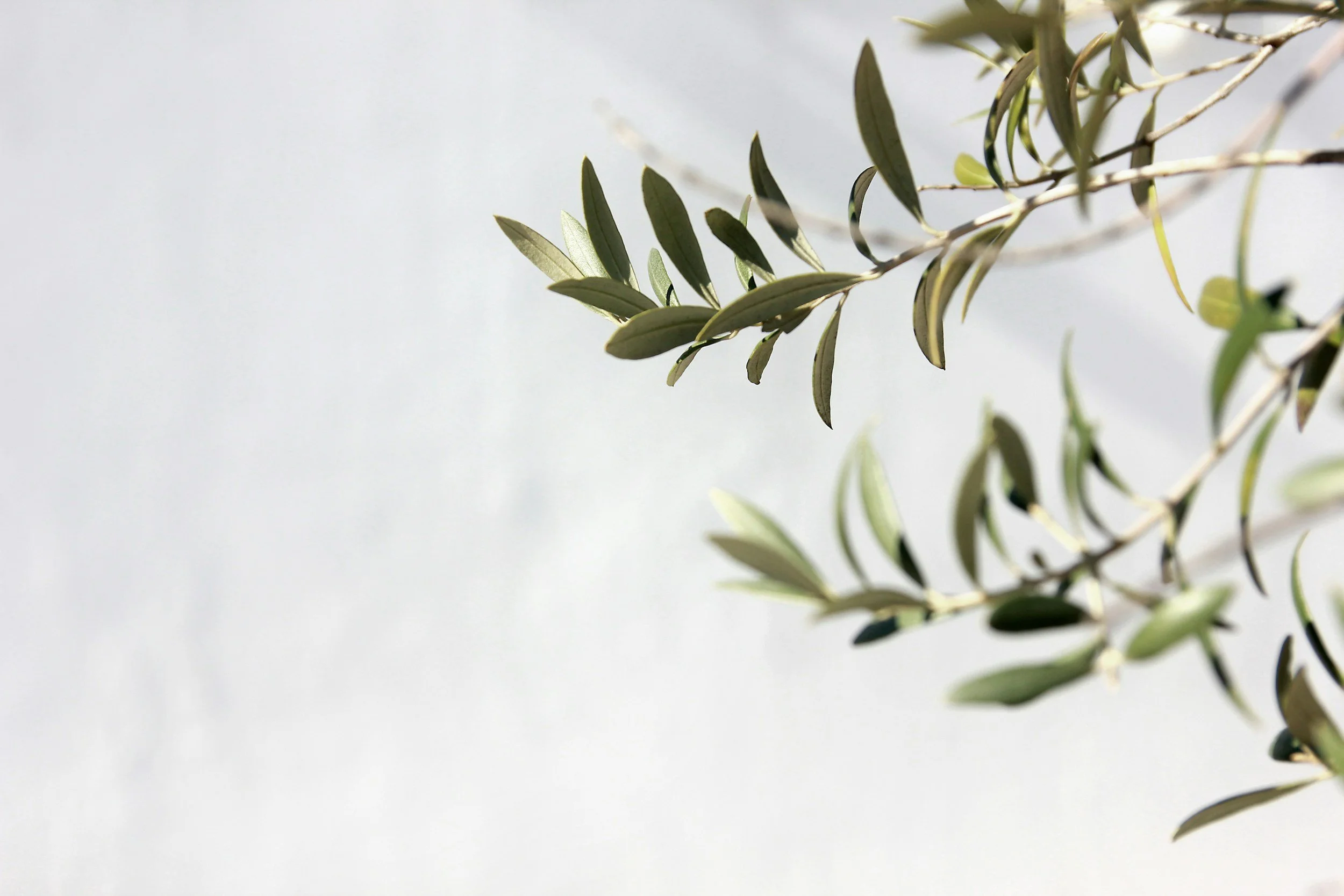 Close-up of green leaves on a branch against a pale sky background.