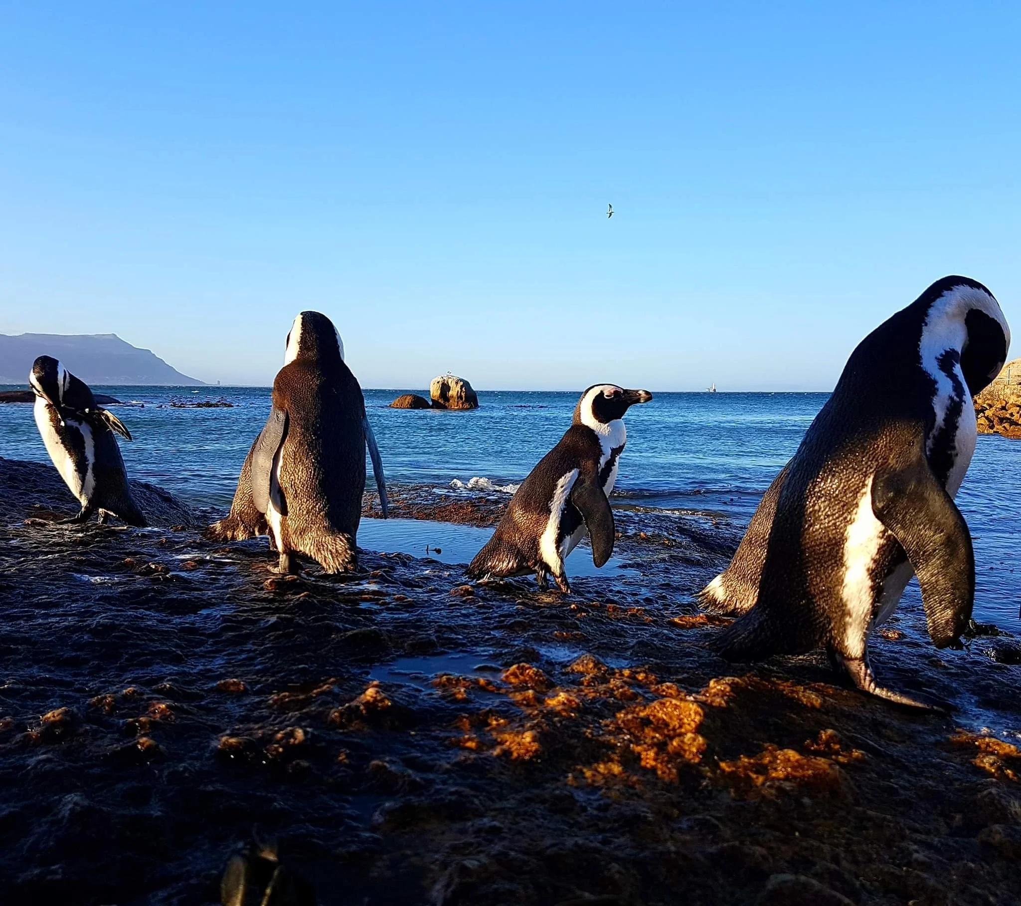 The European Pivot to the Mother City