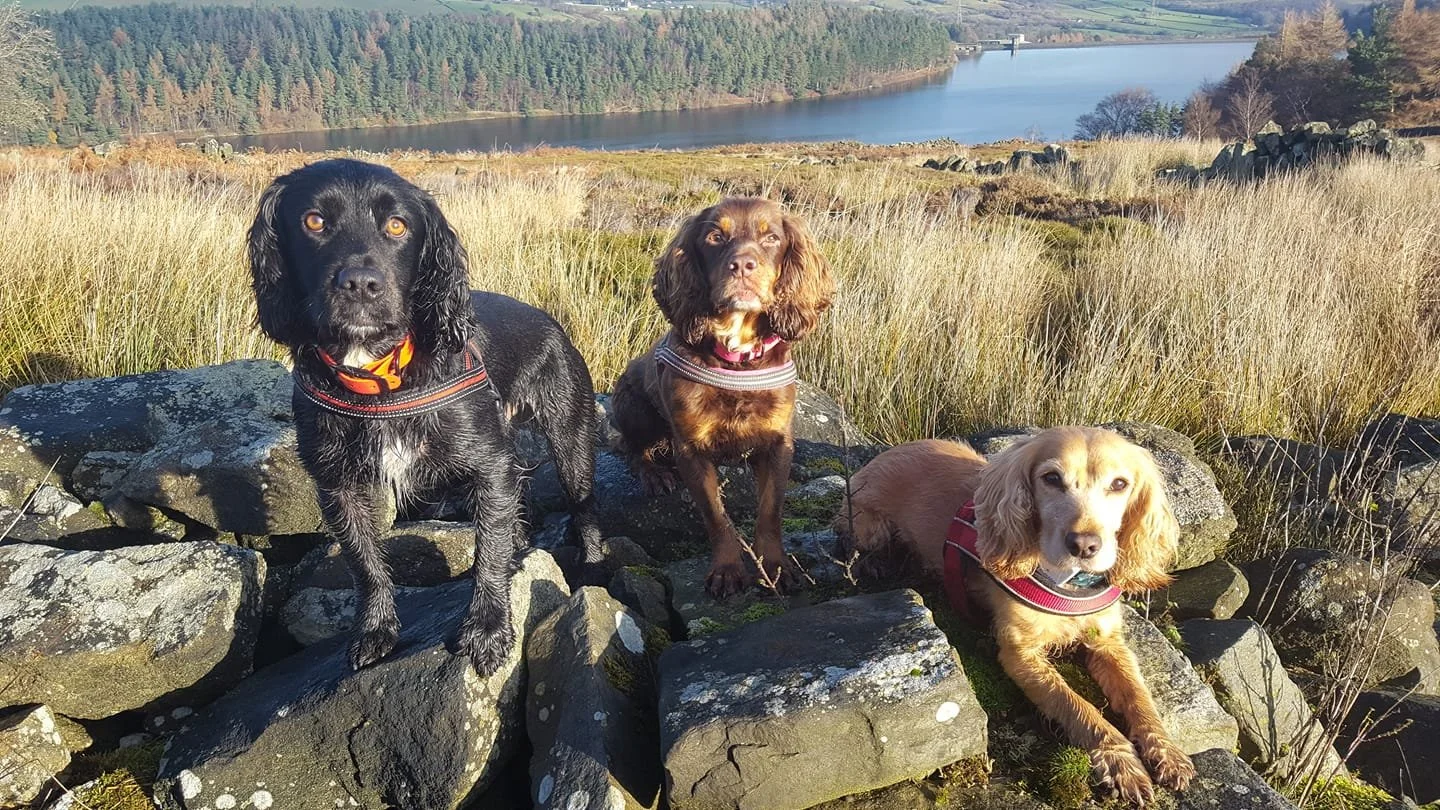 Langsett Walk - December 2026