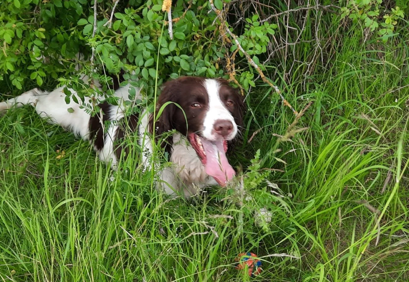 Charlie (2).jpg