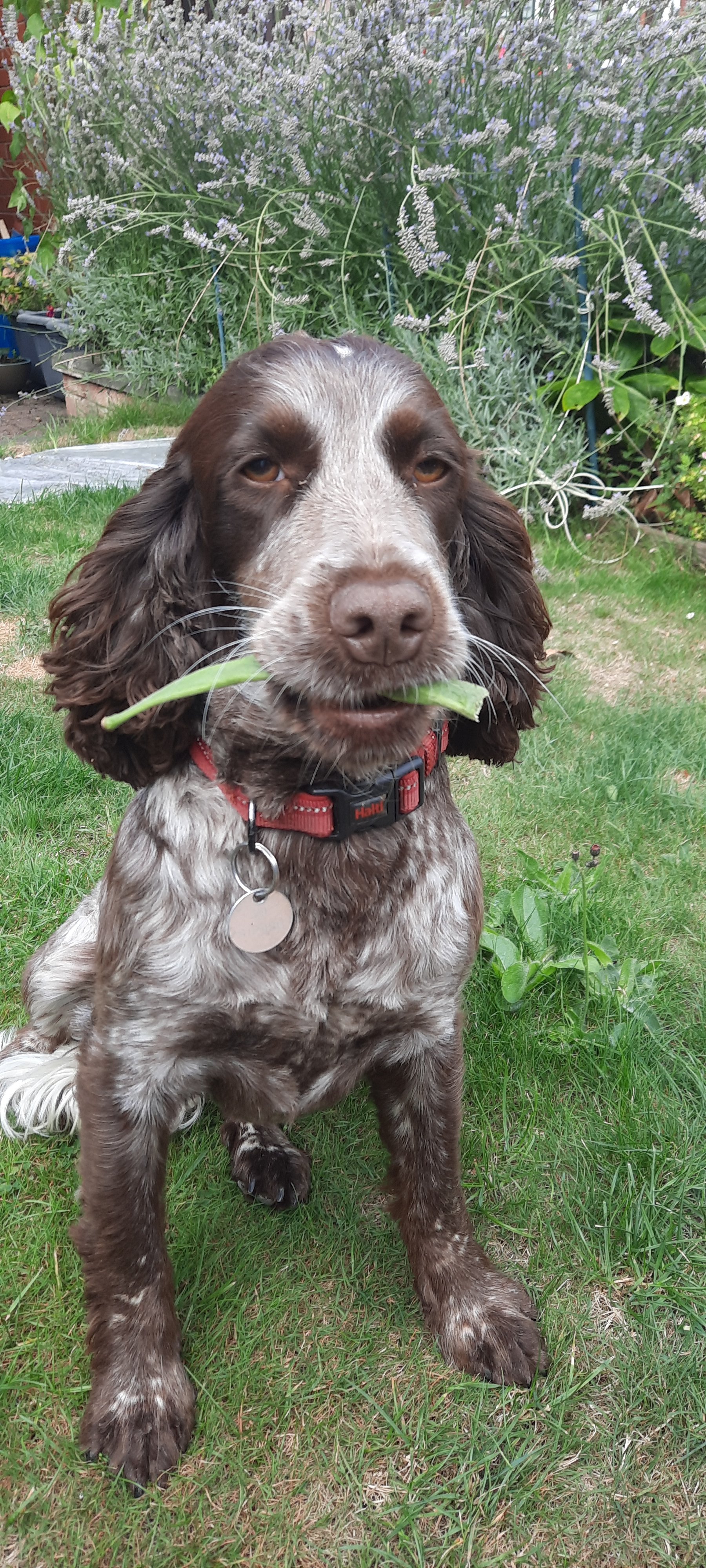 Tilly