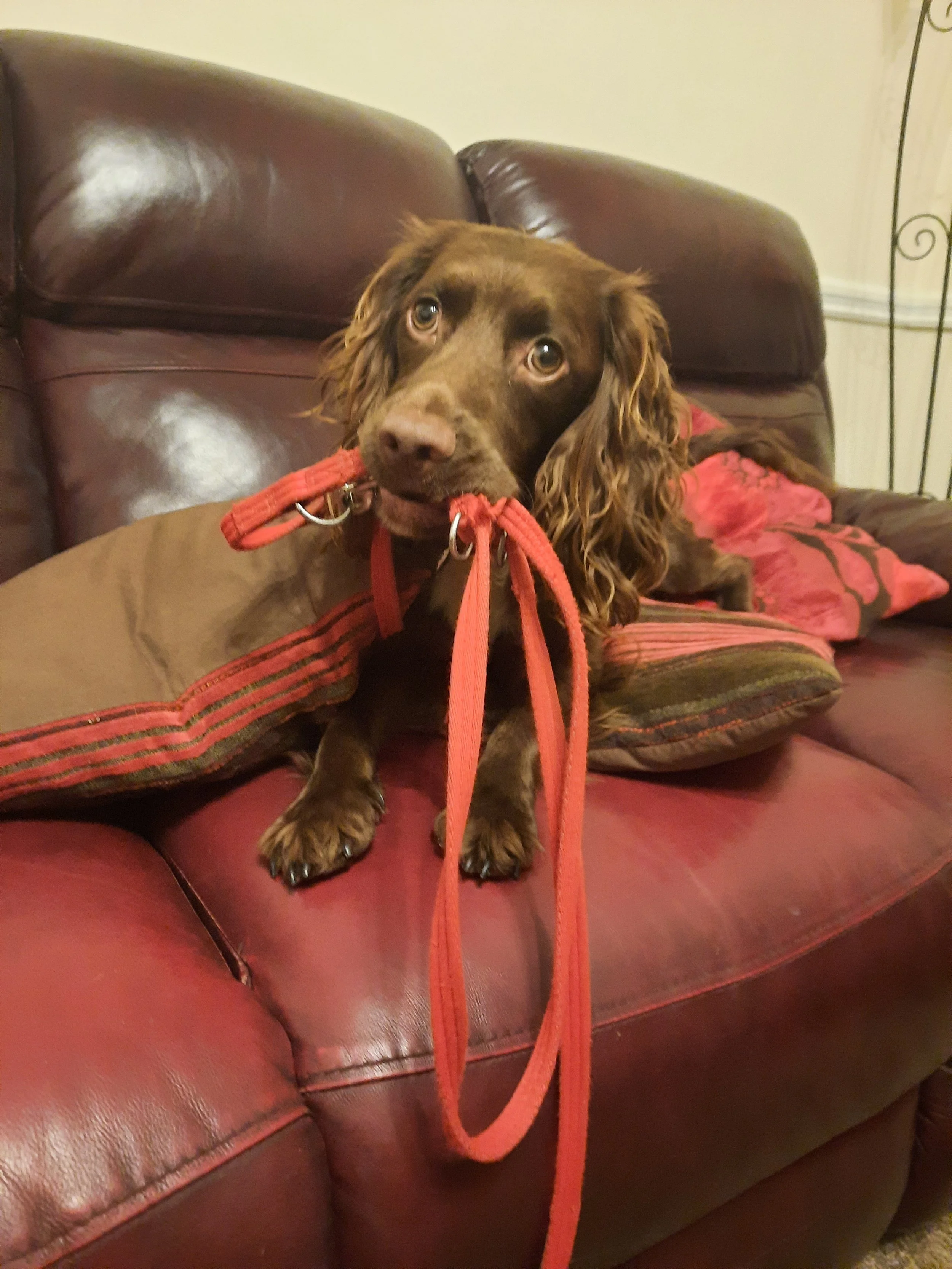 2021 11 - rolo wanting walking.jpg
