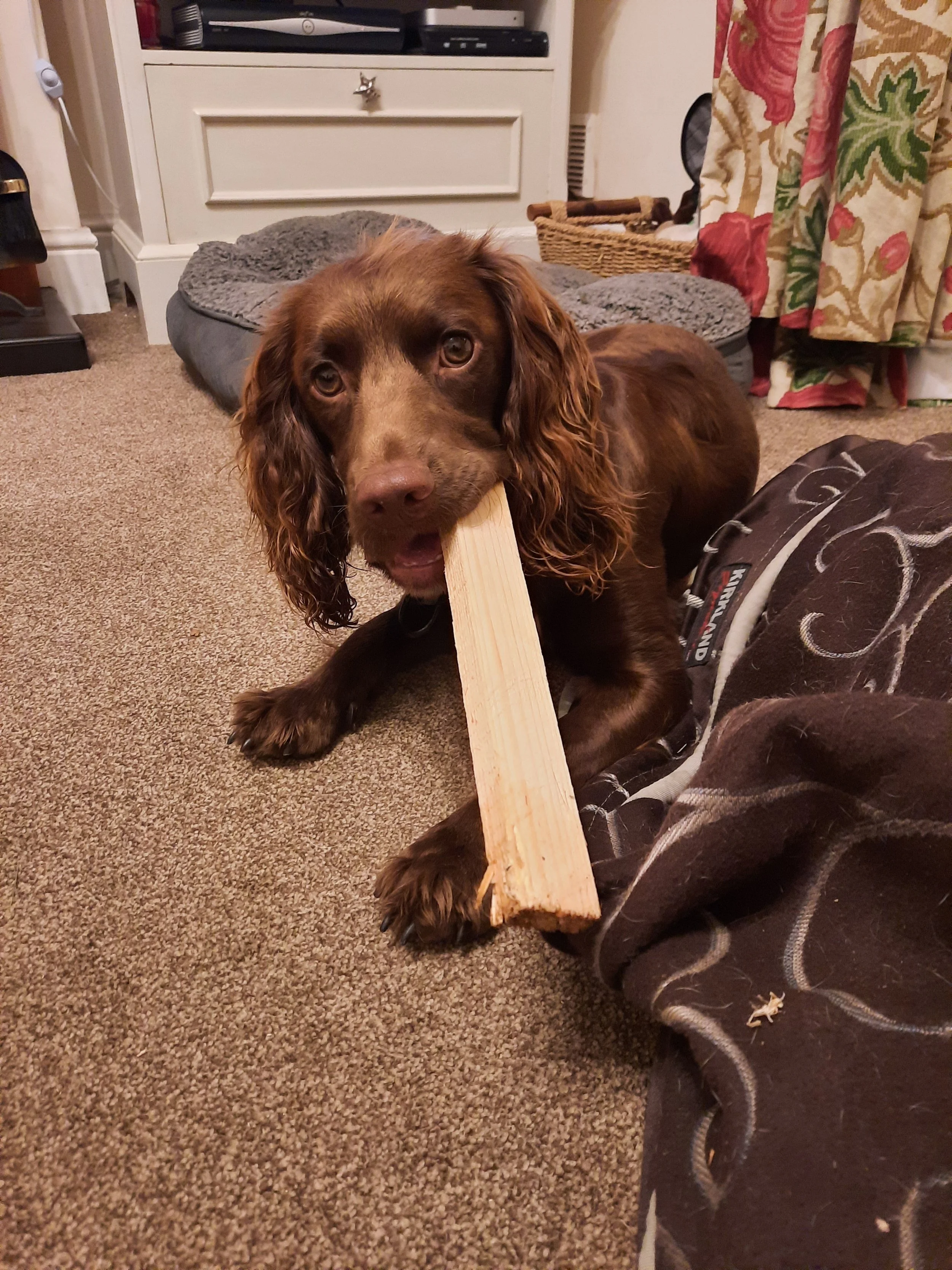 2021 09 - Rolo and stick.jpg
