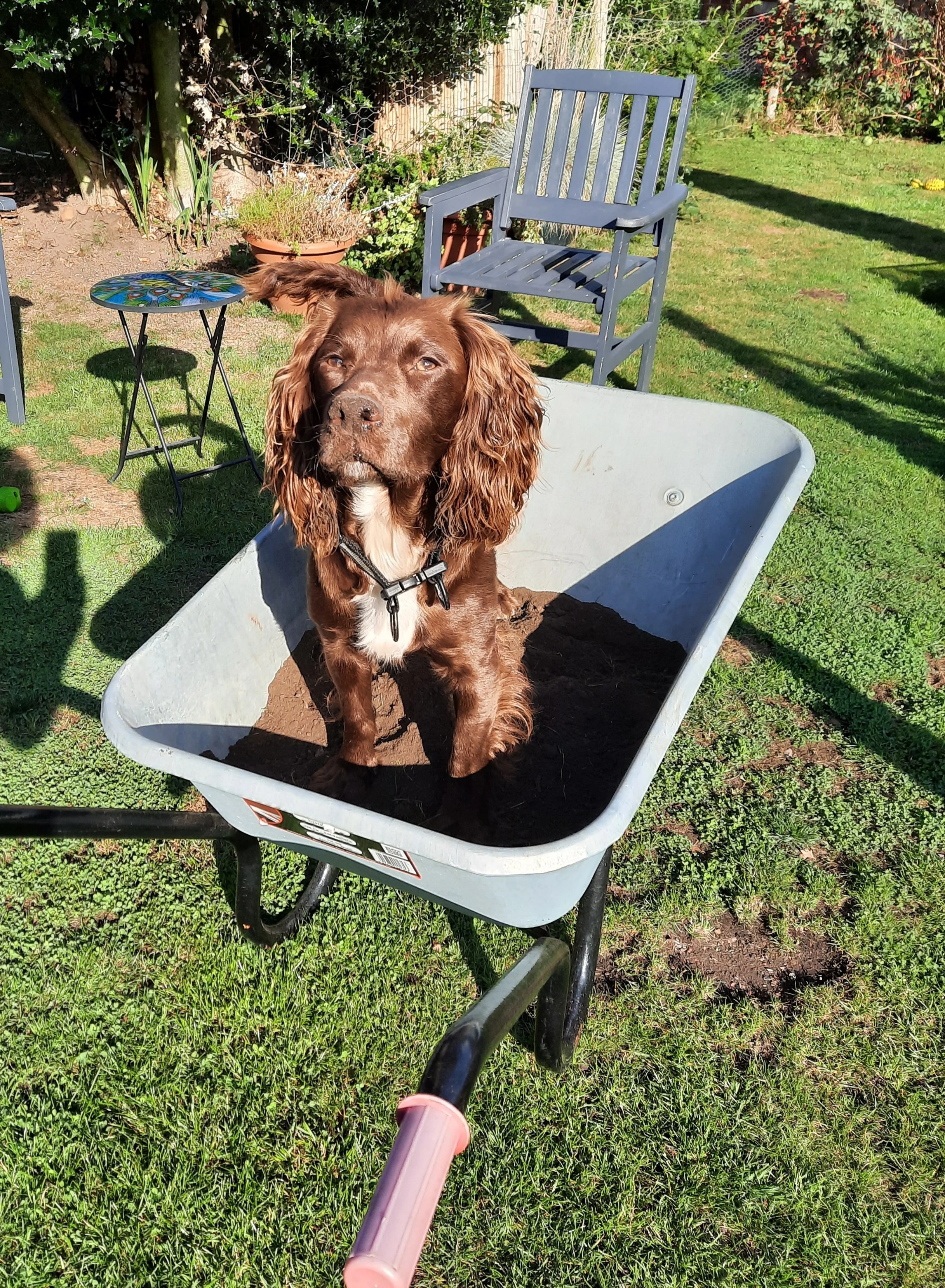 2021 09 - Rolo wheelbarrow.jpg