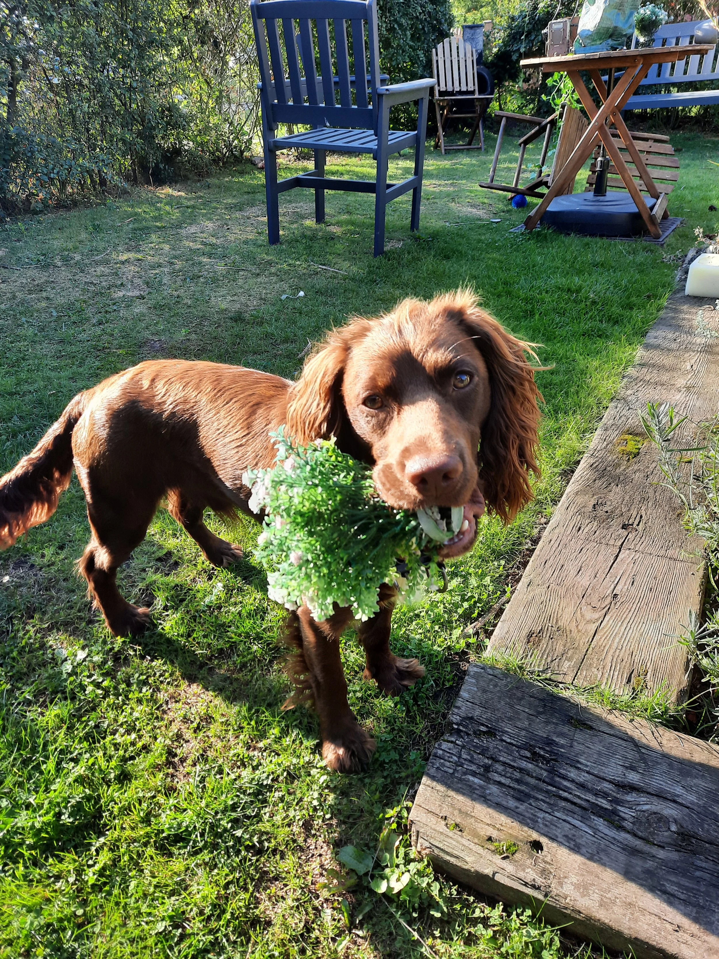 2021 09 - Rolo gardening.jpg