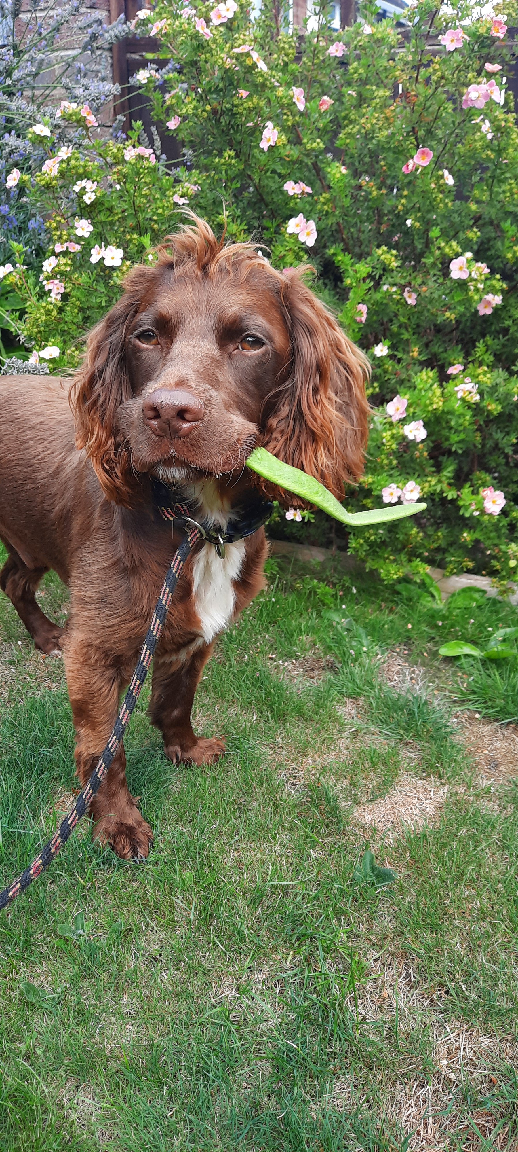 Rolo