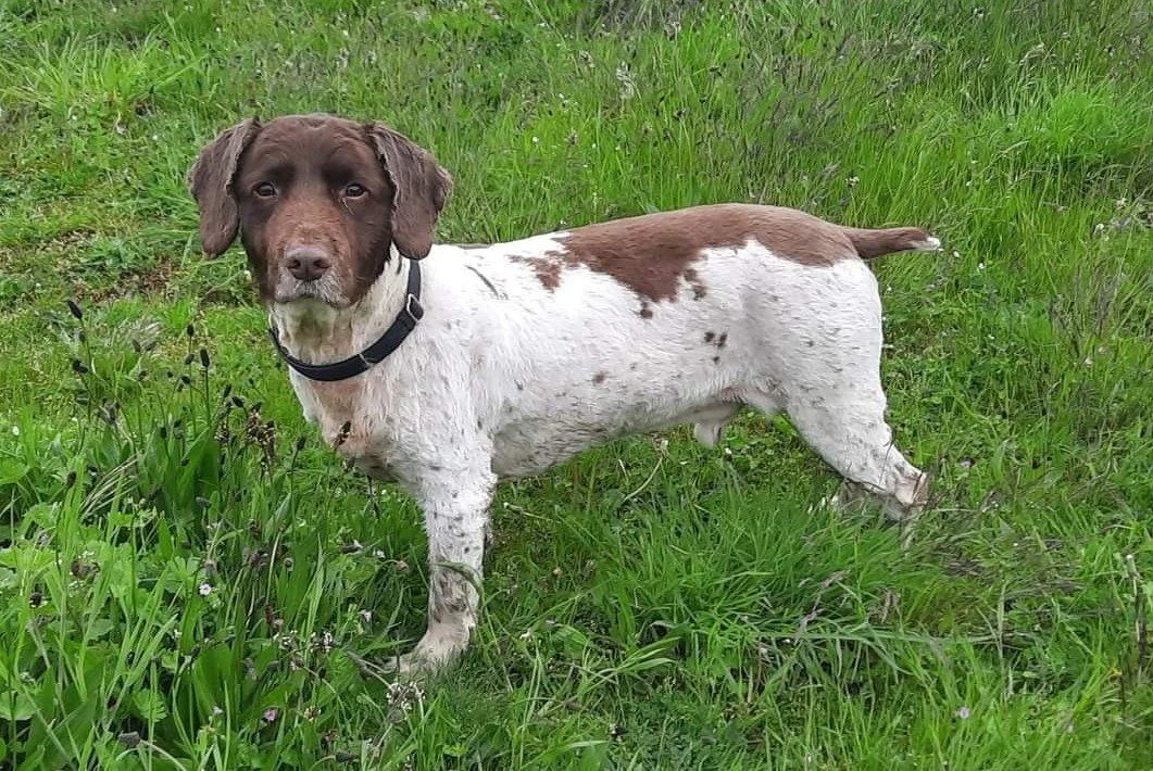 Toby