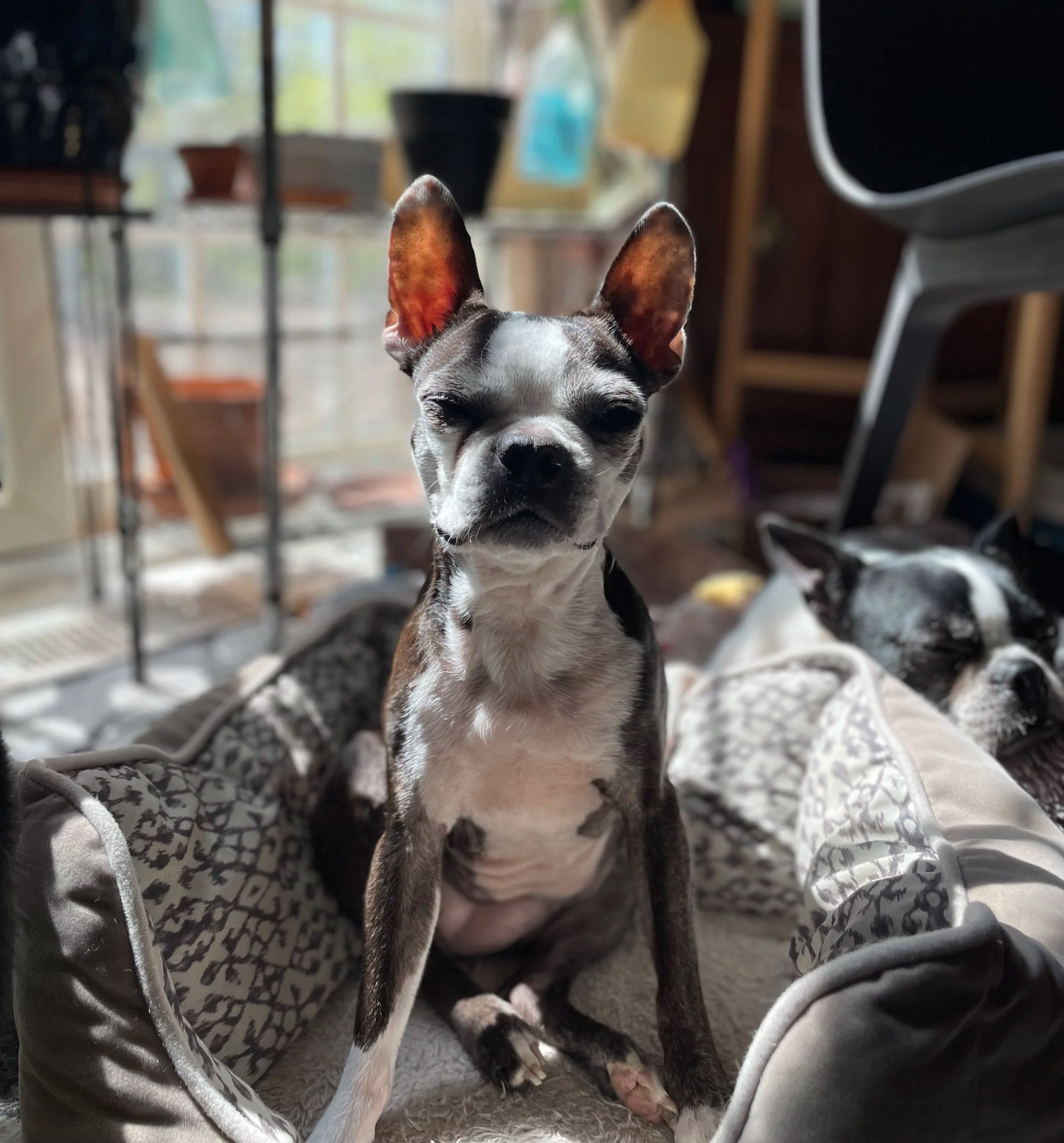 A small Boston Terrier dog with large ears and closed eyes sitting inside dog bed, with a potted plants in the background and a window letting in natural light.
