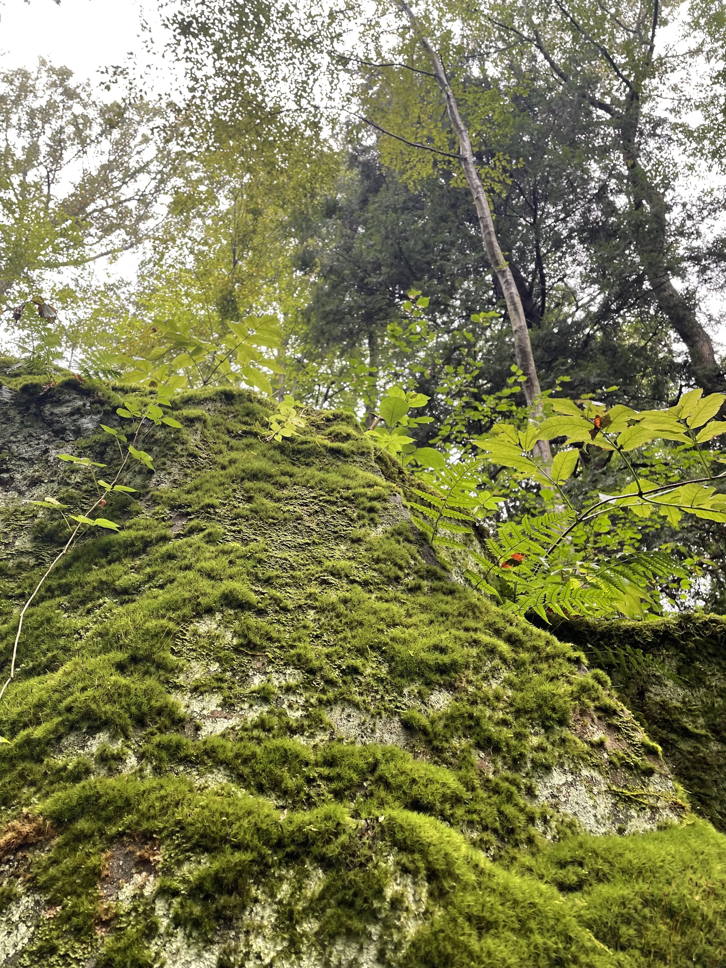 Close-up of a moss-covered tree trunk in a forest, with green leaves and tall trees in the background.