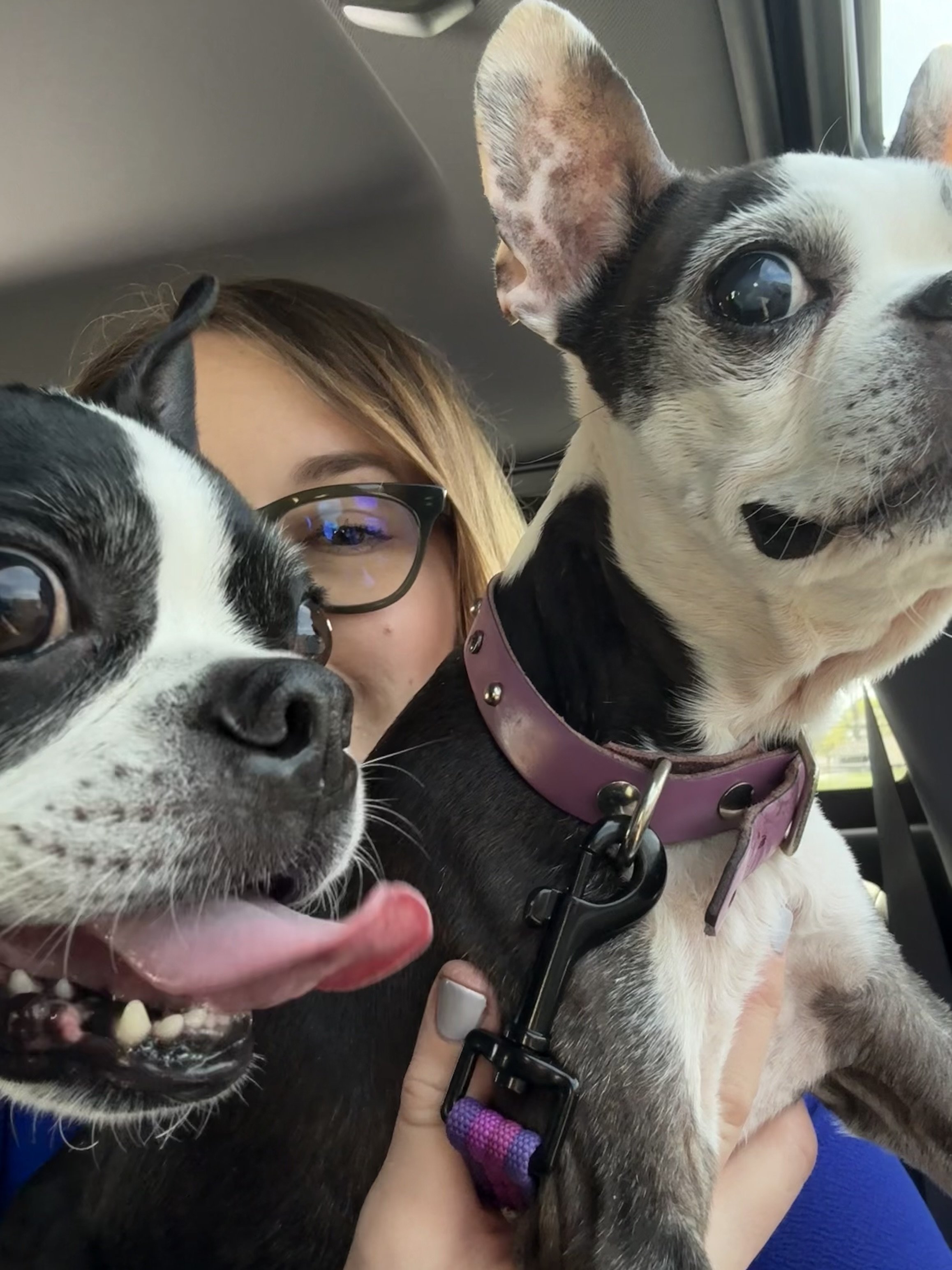 A person with glasses holding two Boston terrier dogs inside a vehicle. One dog has it’s tongue sticking out, and the other dog is looking away.