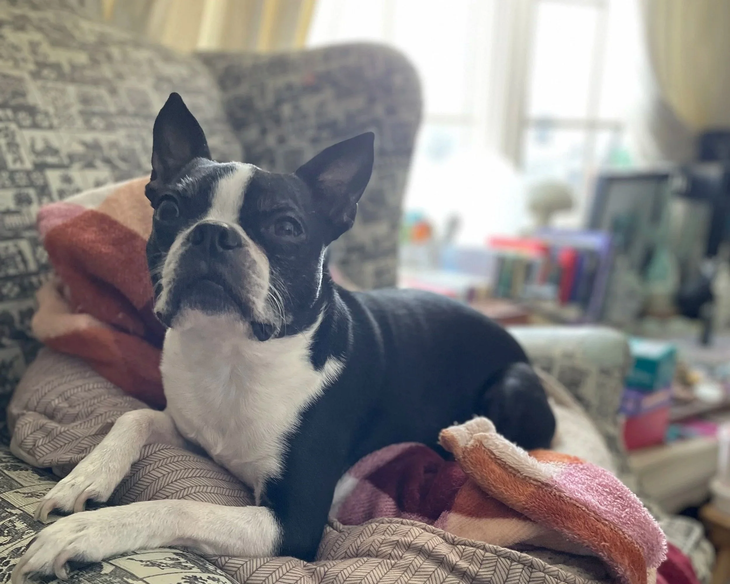 A black and white Boston Terrier dog lying on a blanket in a cozy indoor space. The dog has large ears and expressive eyes, and is looking toward the camera.