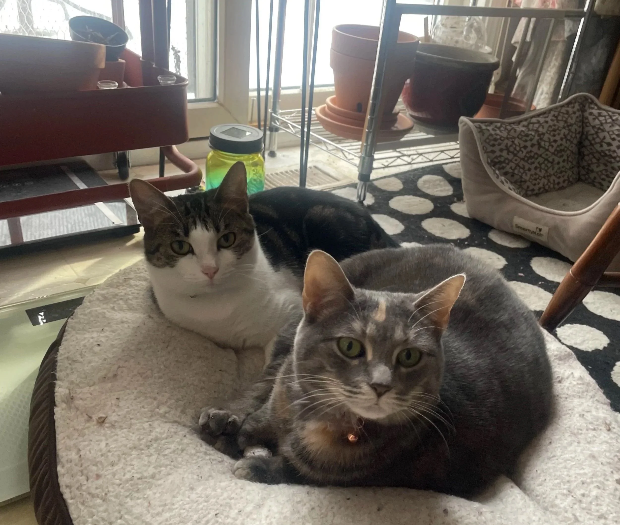 Two cats resting together in a round cat bed near a window, with shelves and empty plant pots in the background.