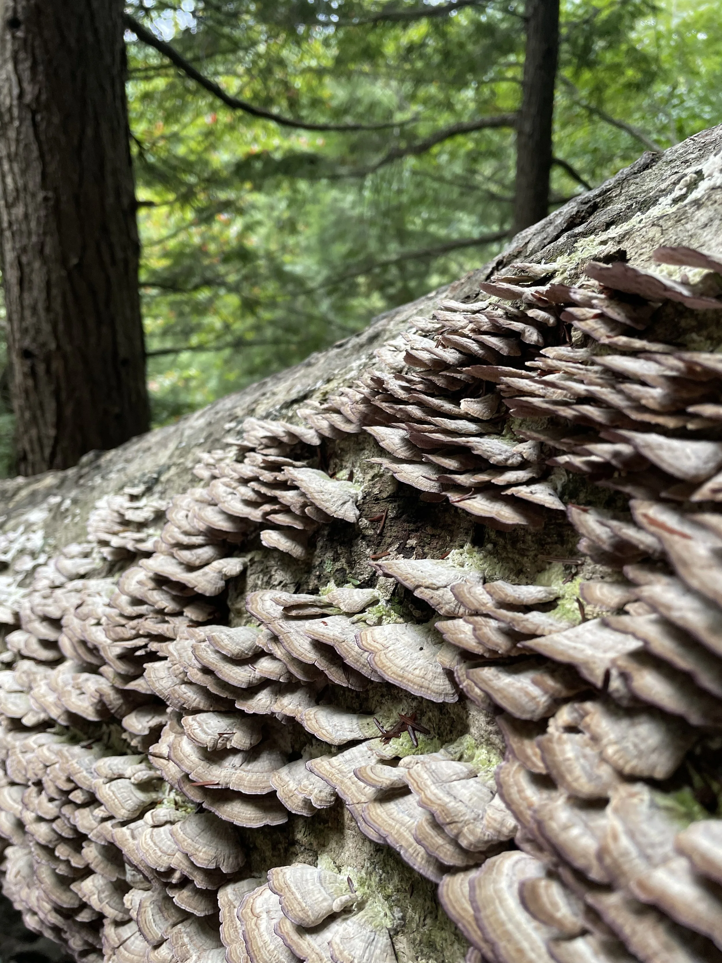 Close-up of a fallen tree trunk with numerous thin, layered fungi growing on its surface, surrounded by blurred green leaves and branches in the background.