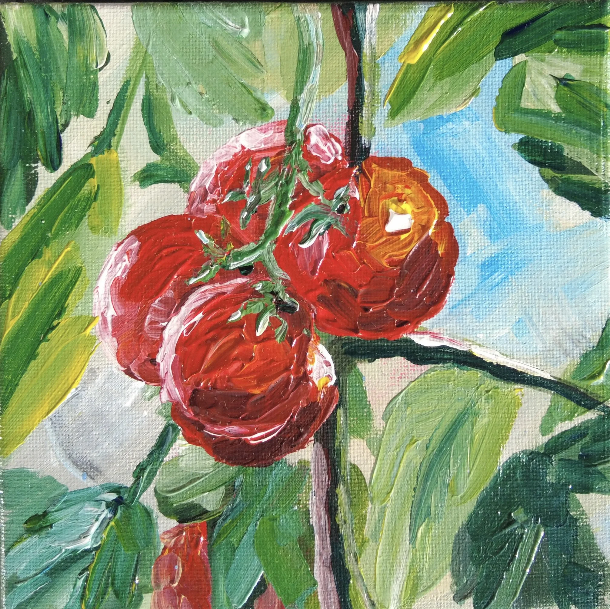 Ripe vine tomatoes