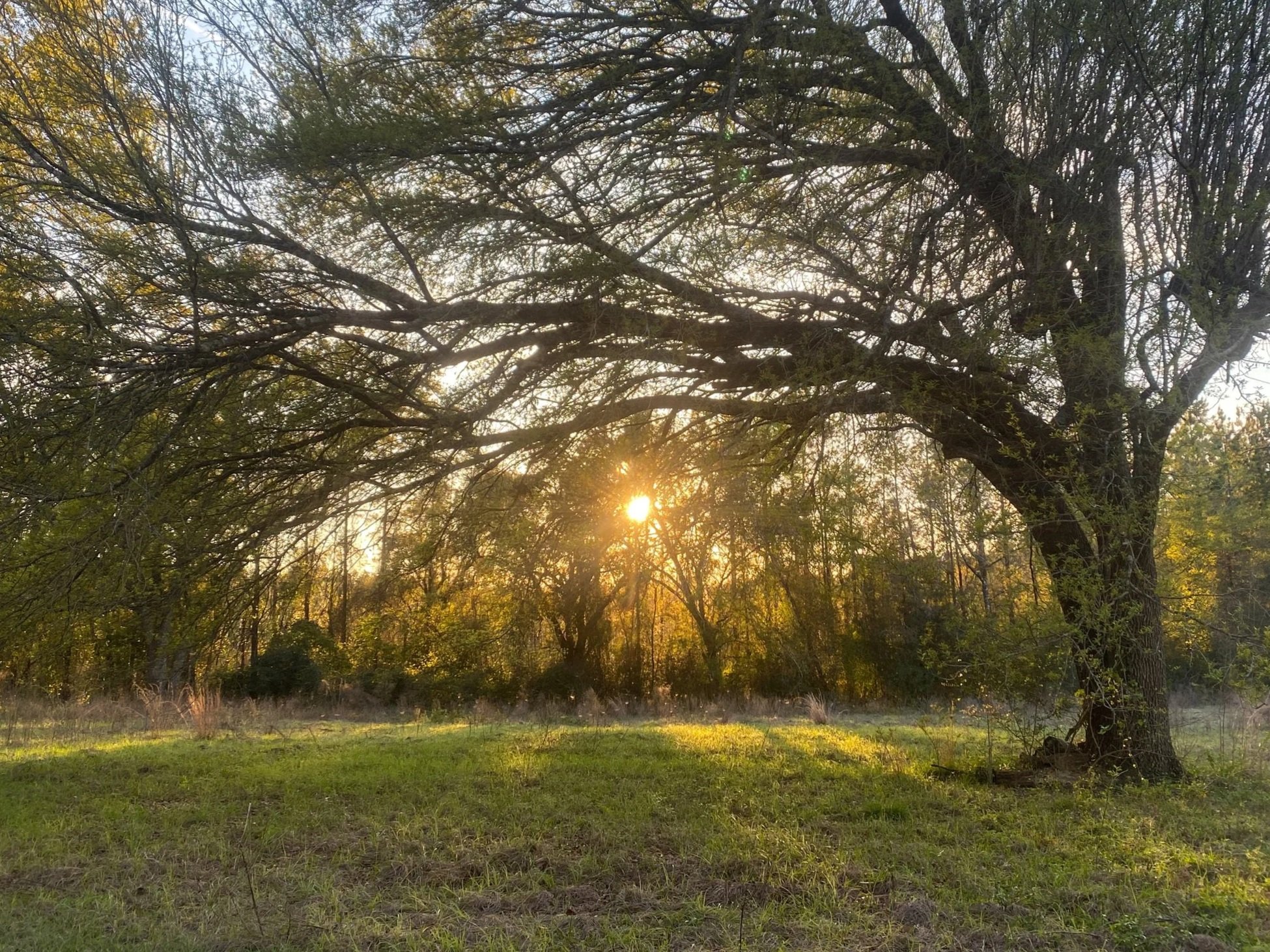 Sunset shining through sprawling tree branches in a wooded meadow