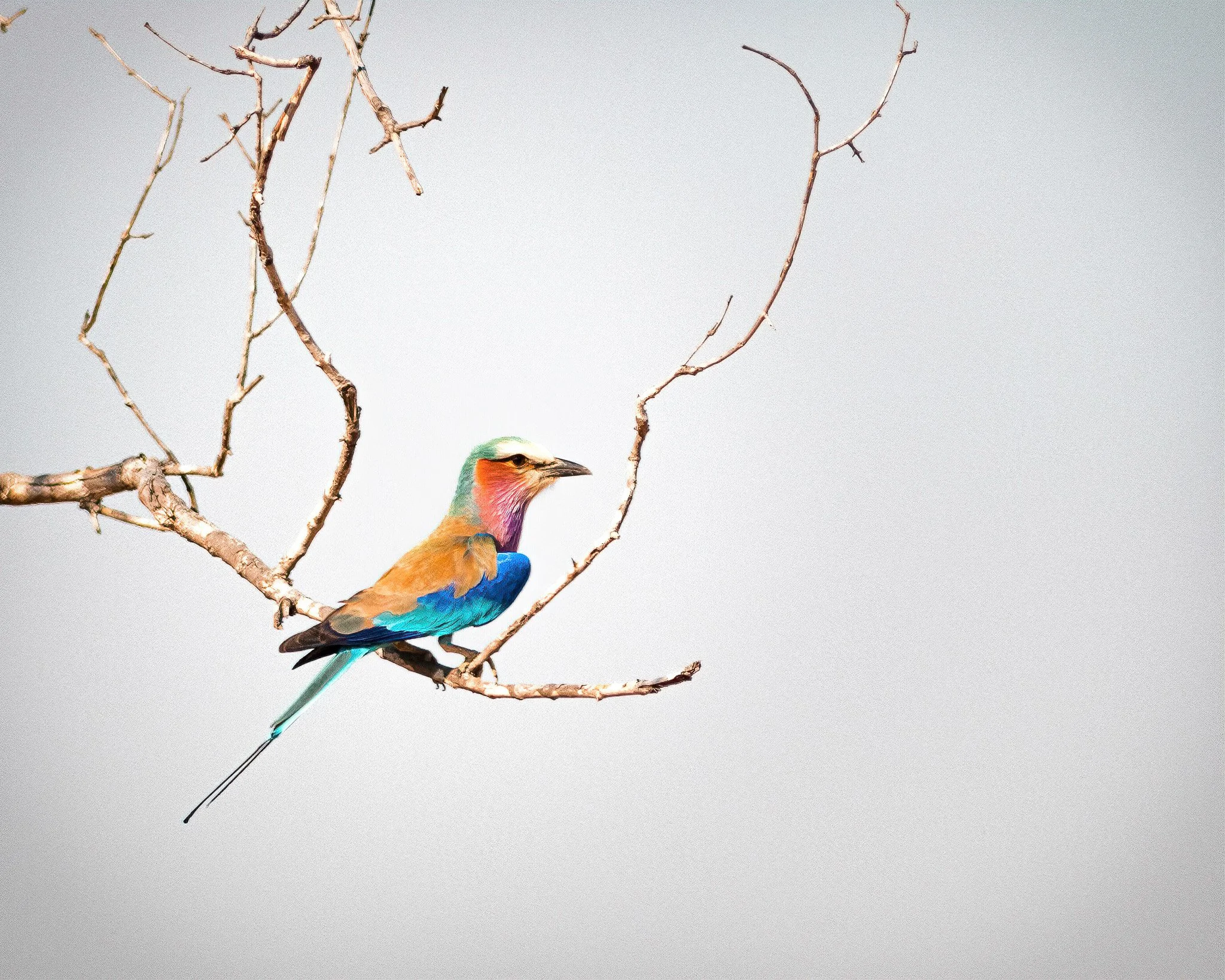 D85_2631-Edit.jpg