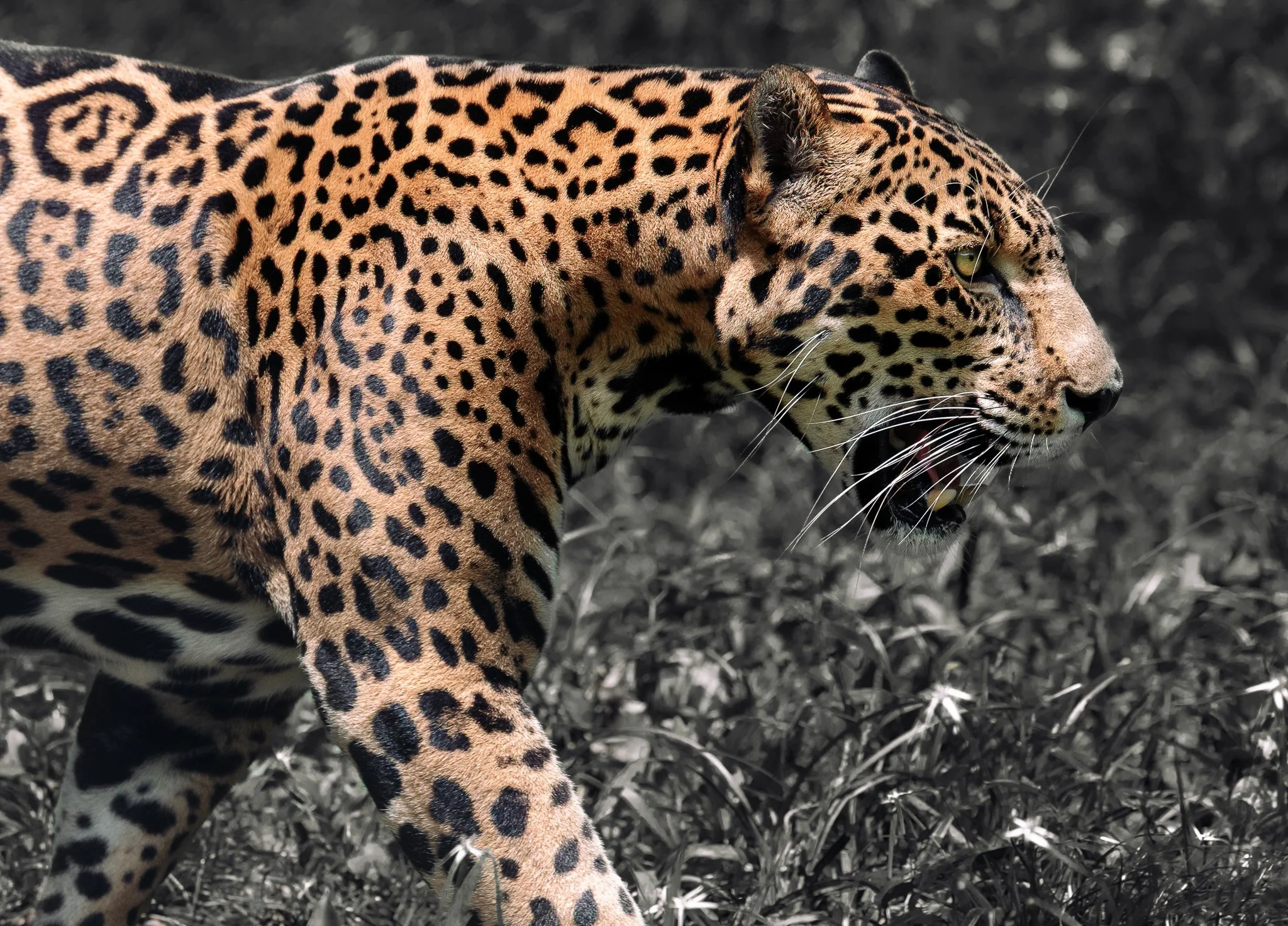 D85_4809.jpg